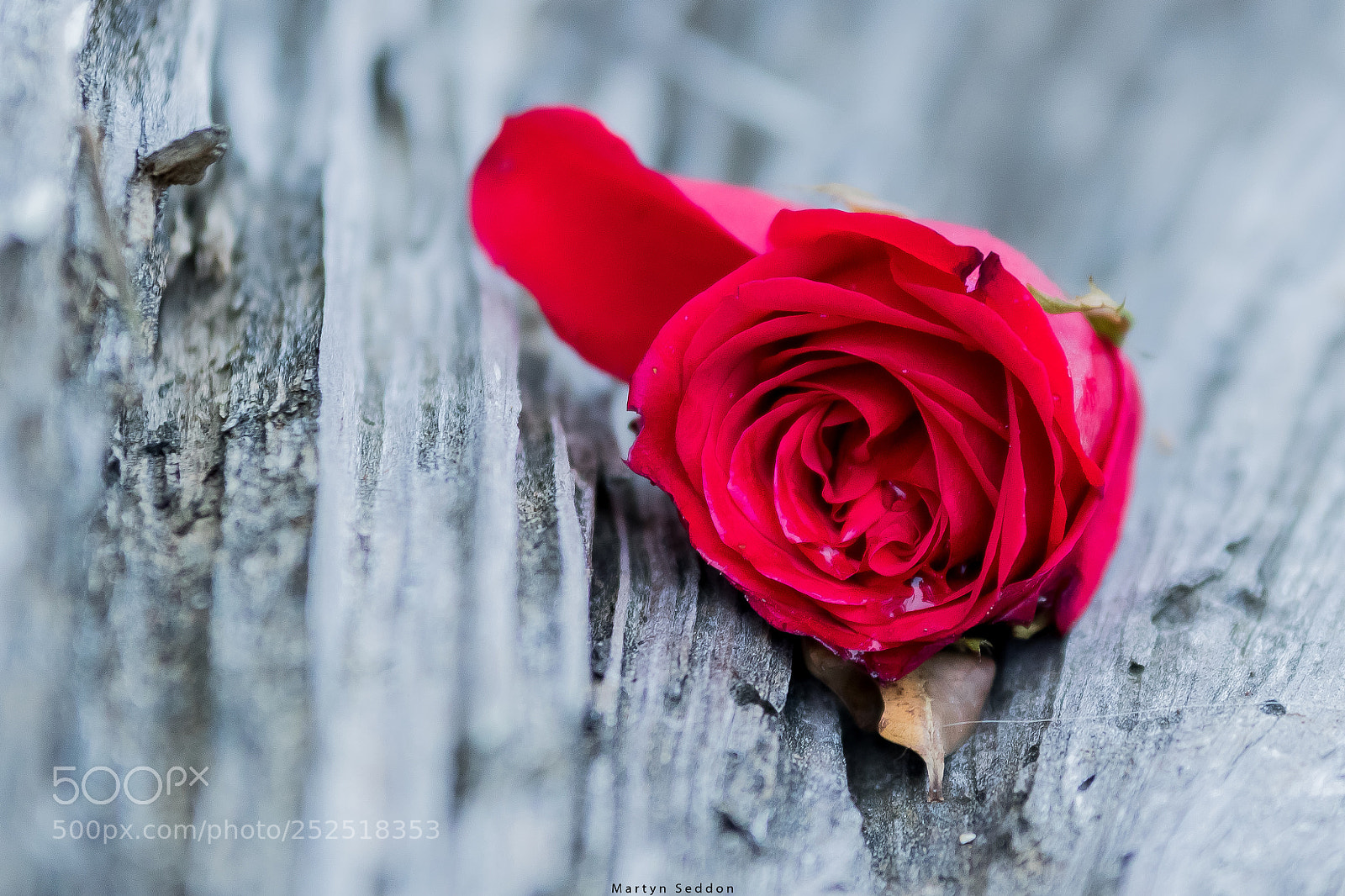 Canon EOS 7D Mark II sample photo. Lone rose photography
