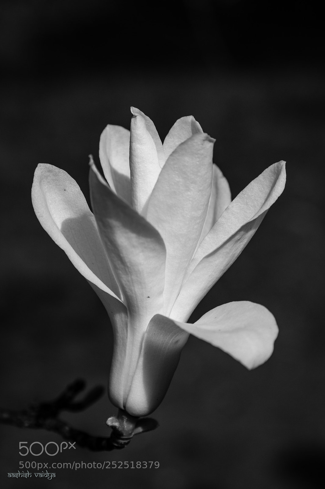 Canon EOS 600D (Rebel EOS T3i / EOS Kiss X5) sample photo. Magnolia in monochrome photography