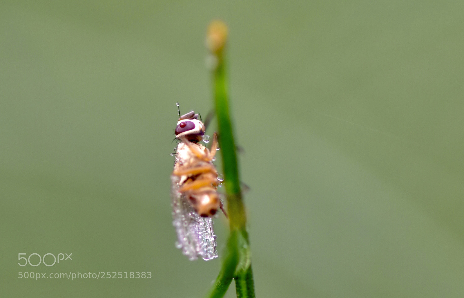 Nikon D7200 sample photo. Fly photography
