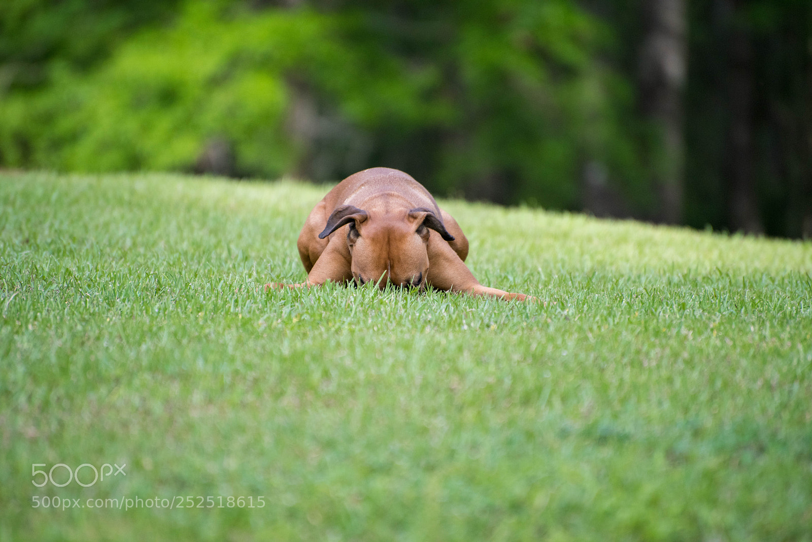 Nikon D810 sample photo. Hide and seek photography