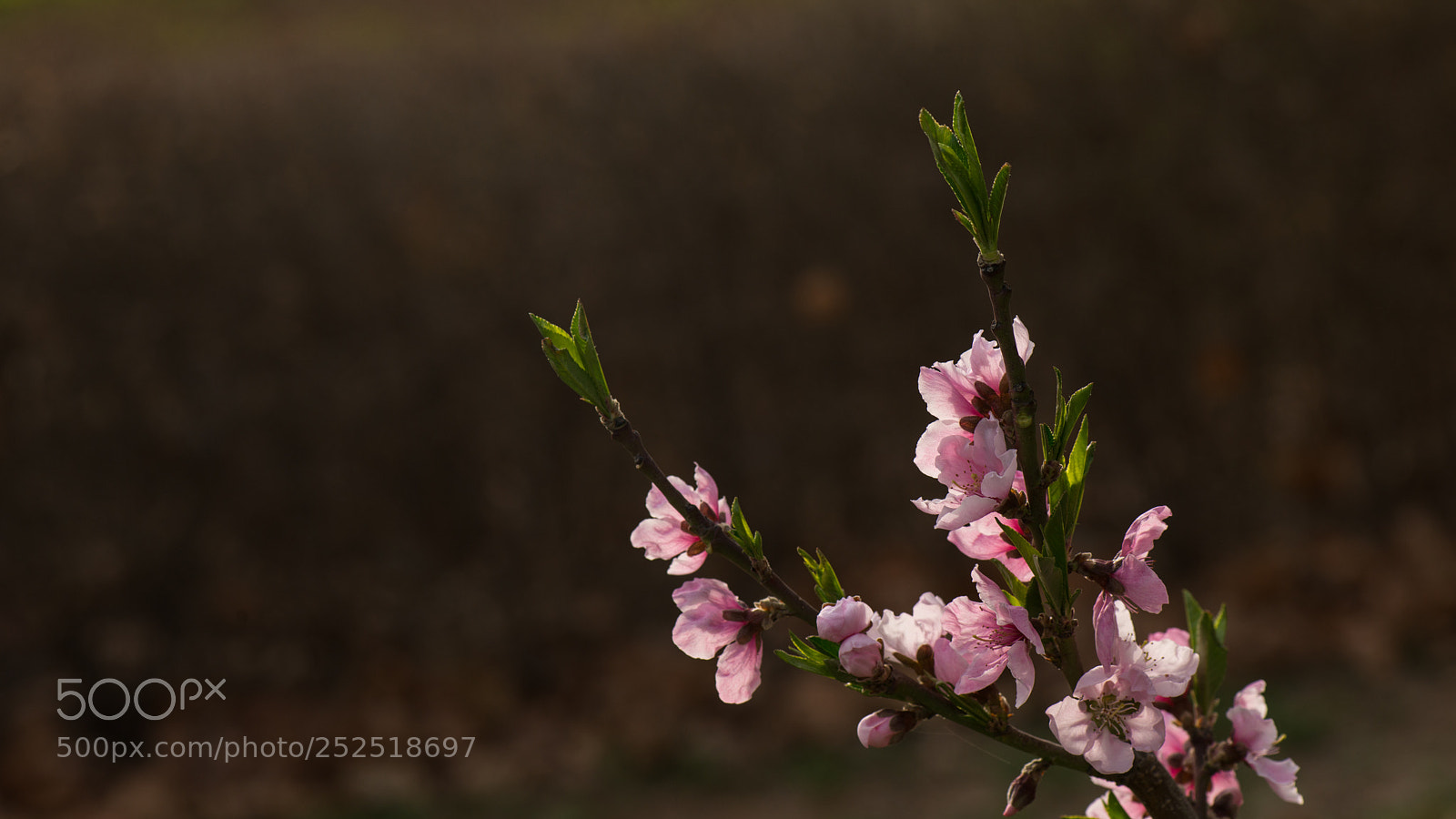 Nikon D800E sample photo. Peach blossom photography
