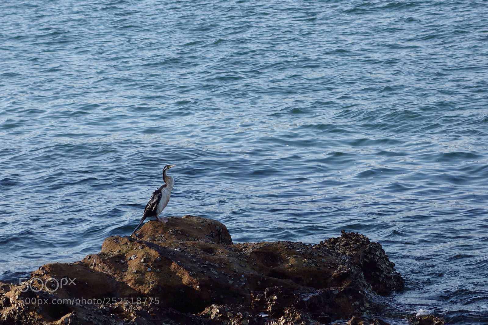 Sony Cyber-shot DSC-RX100 sample photo. Bird photography