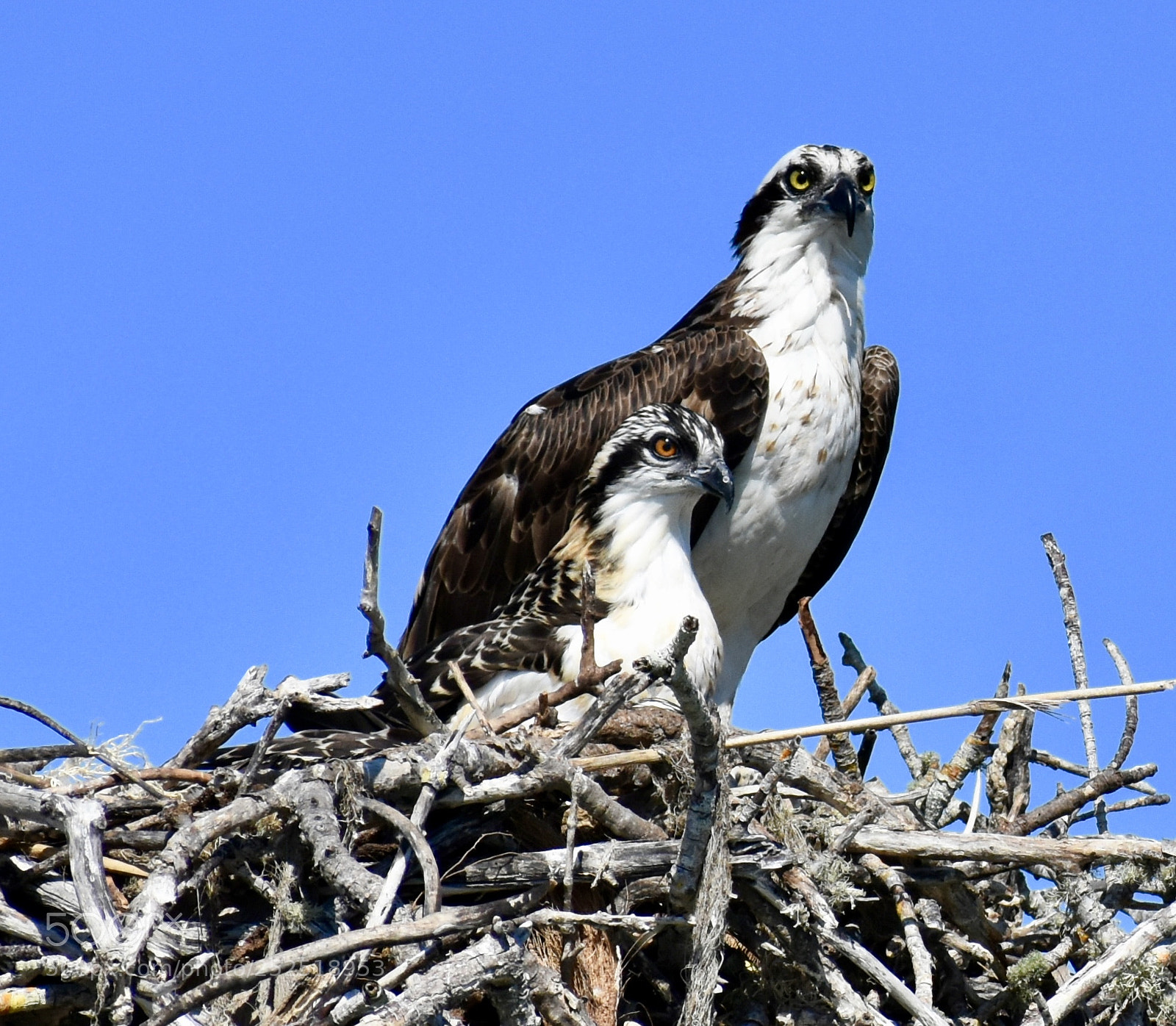 Nikon D7200 sample photo. Osprey and fledgling photography