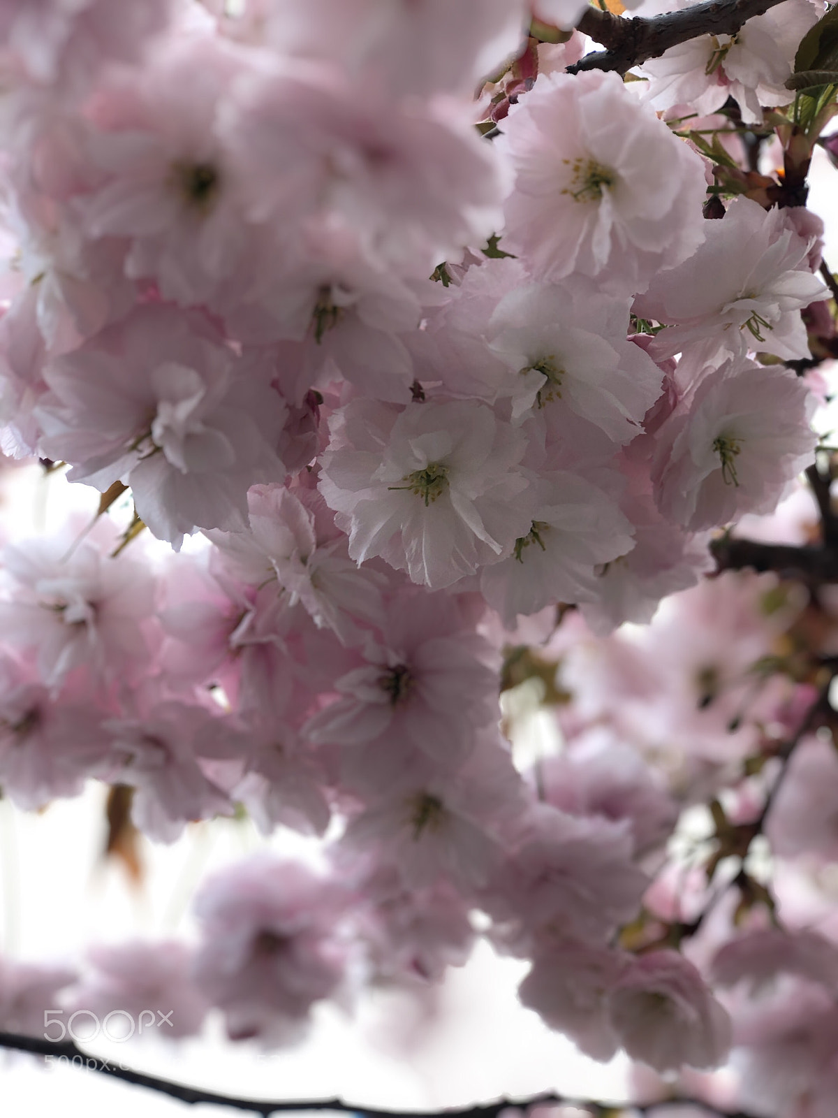 Apple iPhone 8 Plus sample photo. Sakura: up-close & personal photography