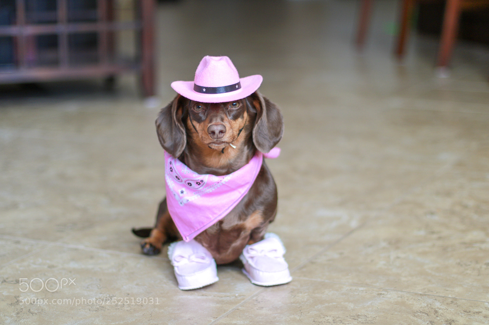 Canon EOS 750D (EOS Rebel T6i / EOS Kiss X8i) sample photo. Cowgirl doxie  photography