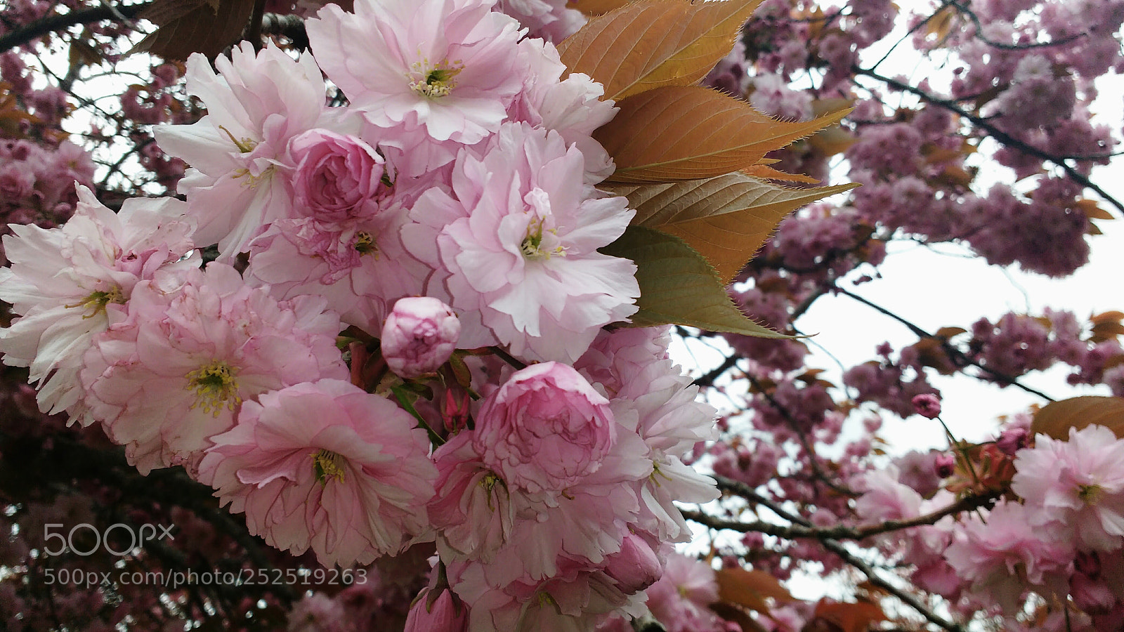 Motorola MotoG3 sample photo. May blossom photography