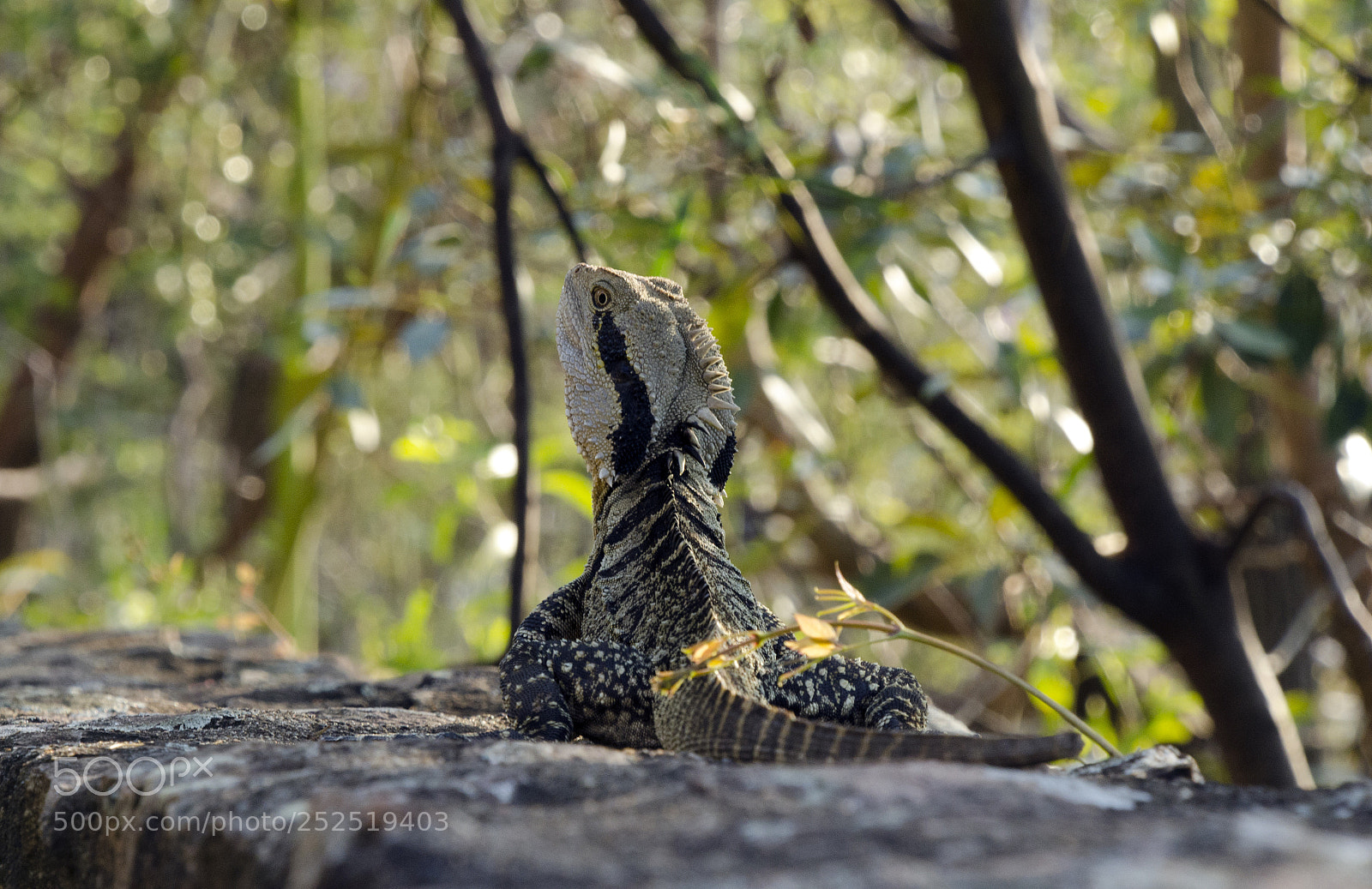 Nikon D7000 sample photo. Eastern water dragon photography