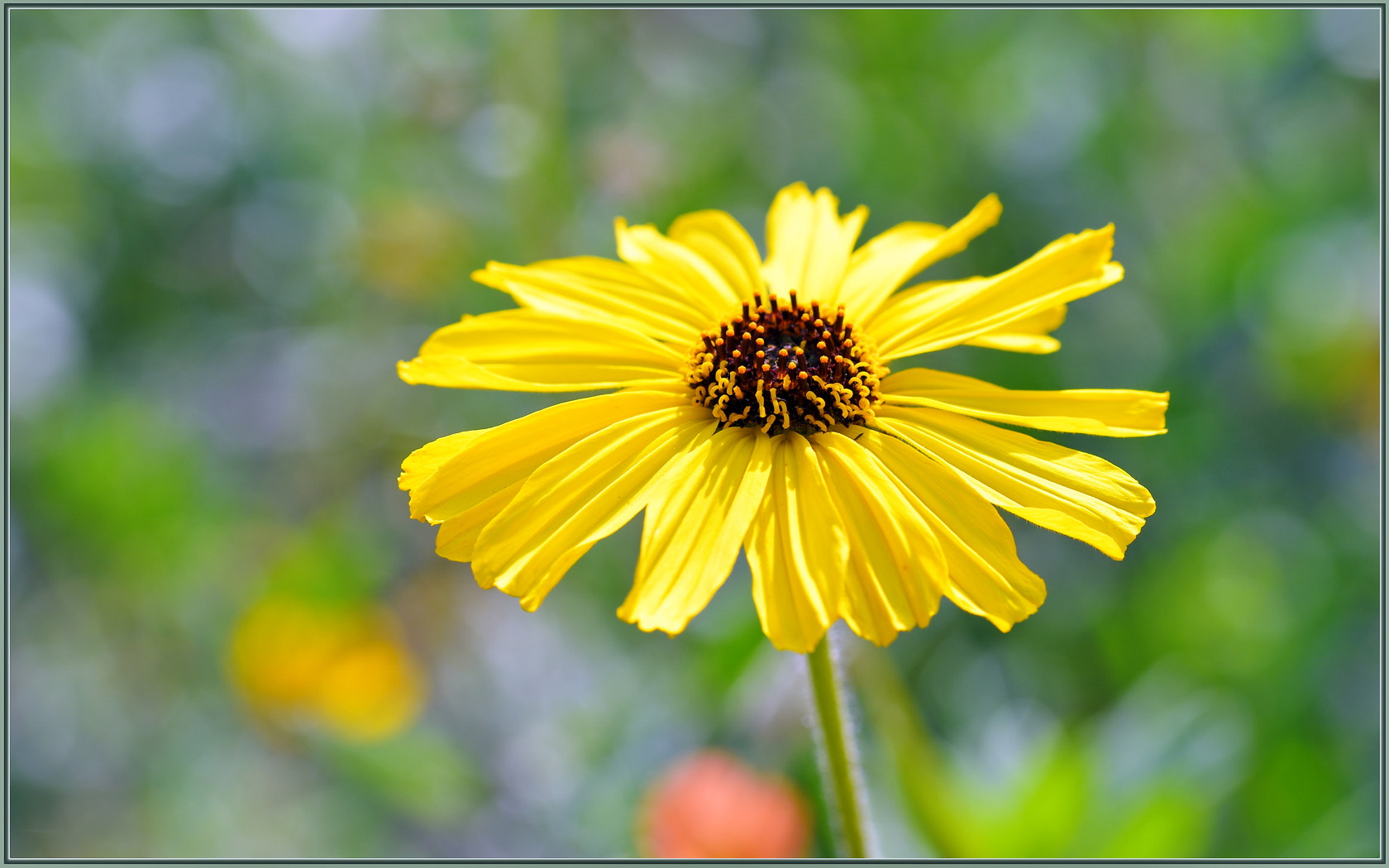 Sigma 105mm F2.8 EX DG OS HSM sample photo. It's a spring thing photography