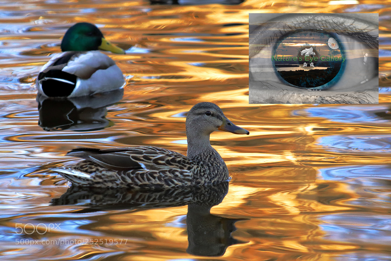 Canon EOS 5D Mark IV sample photo. Ducks on golden pond photography