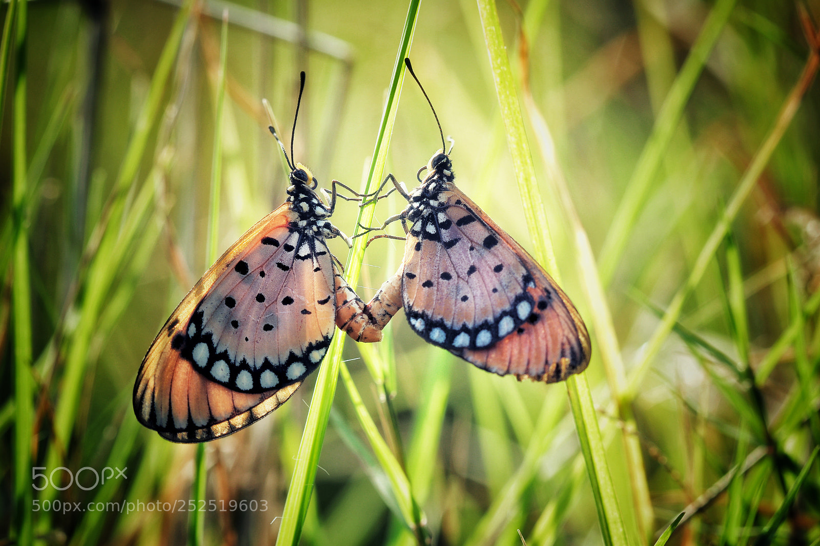 Canon EOS M5 sample photo. Butterfly photography