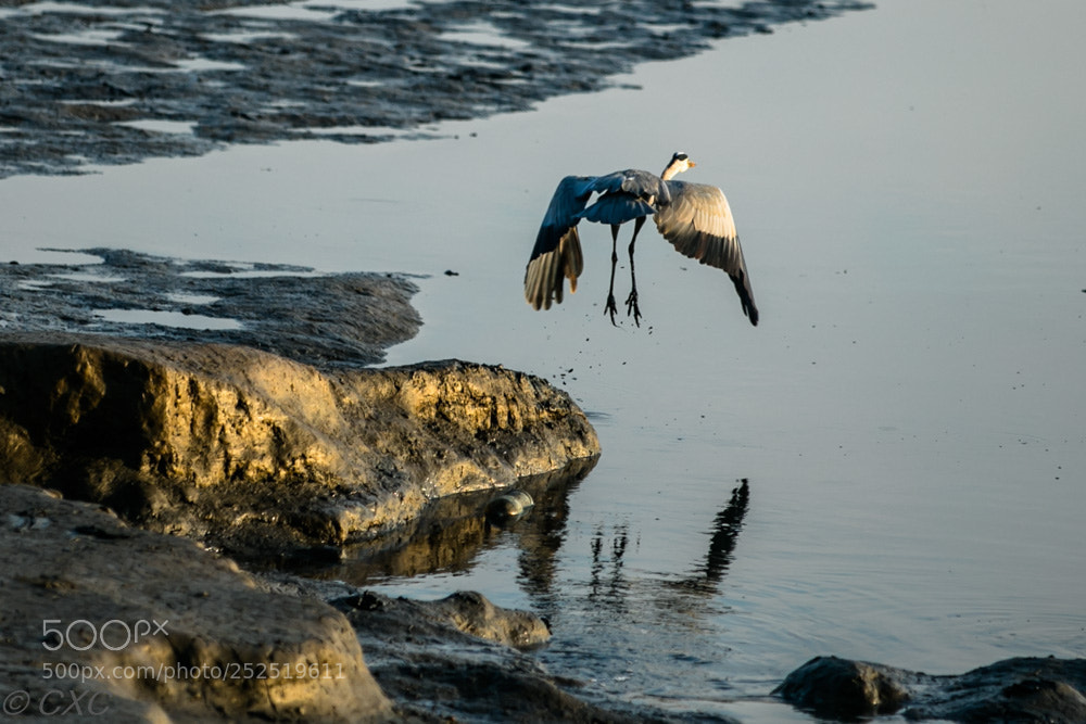 Canon EOS 5D Mark IV sample photo. Birds - 11 photography