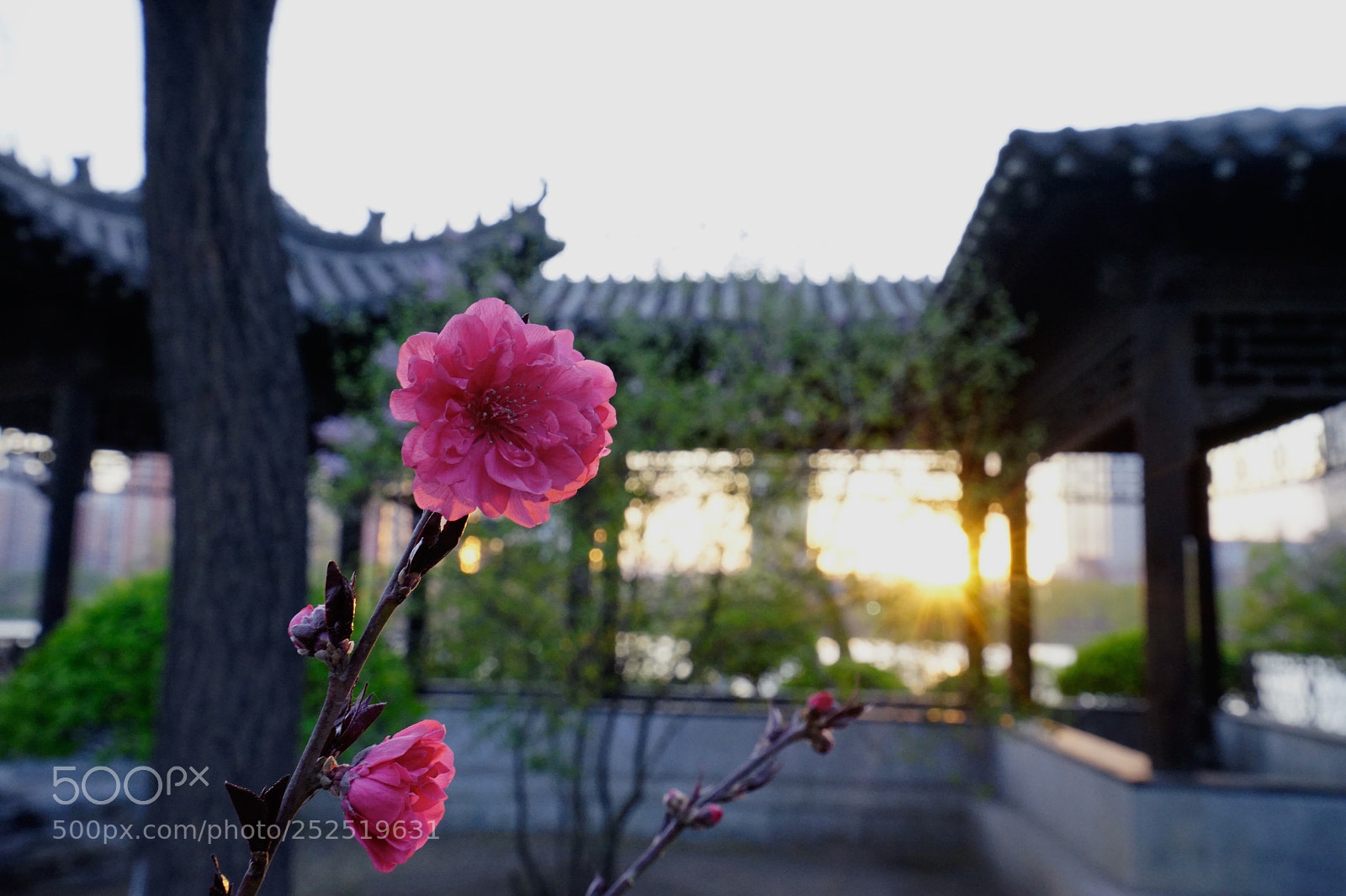 Sony a7 II sample photo. 桃立寒亭 photography