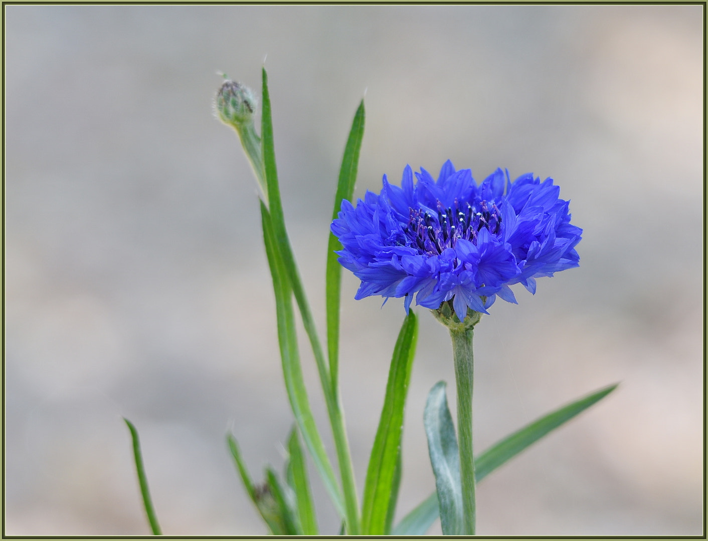 Nikon D750 sample photo. Blue is also for spring photography