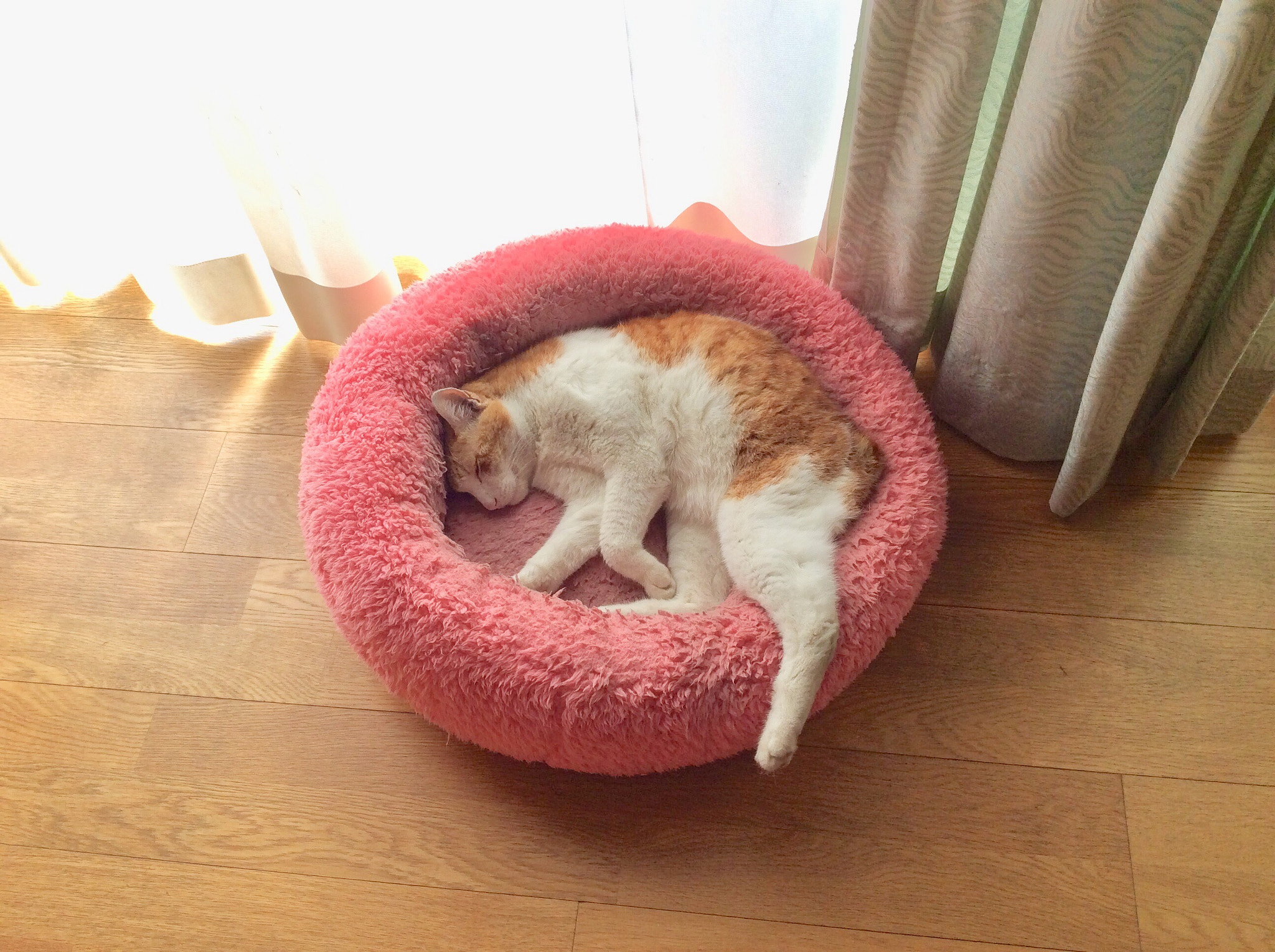 Apple iPad Air sample photo. じょー the cat called tiger ^_^ photography