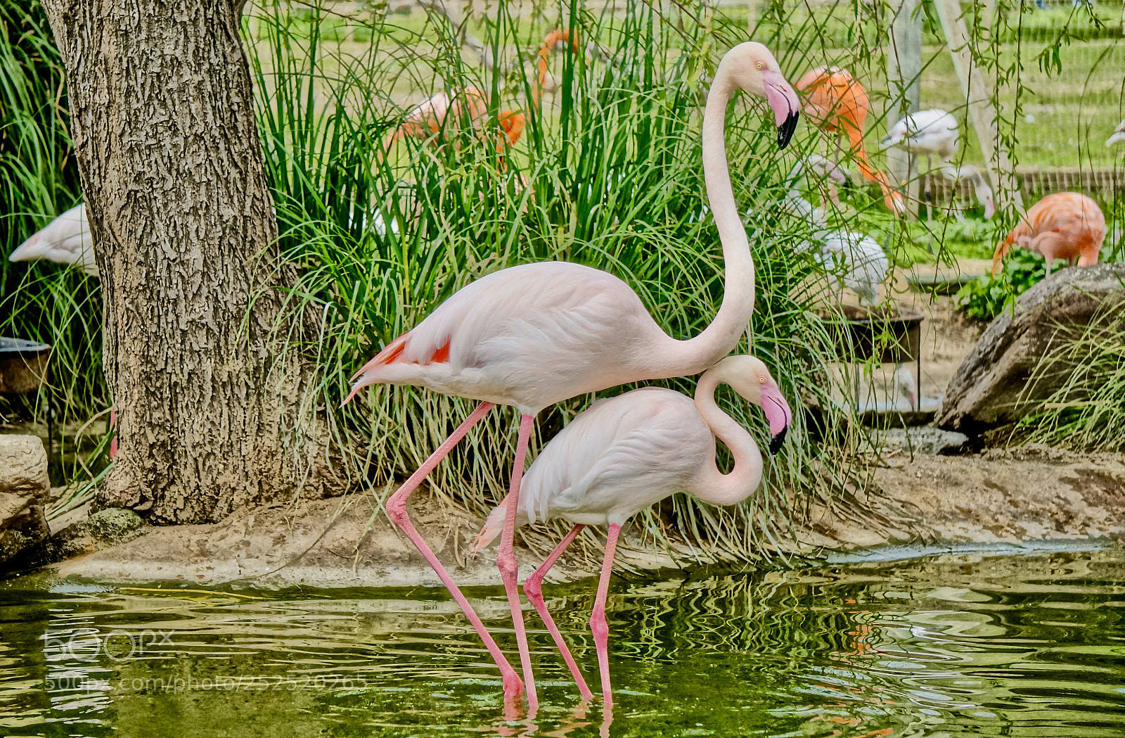 Sony Alpha NEX-6 sample photo. Pink and perfect photography