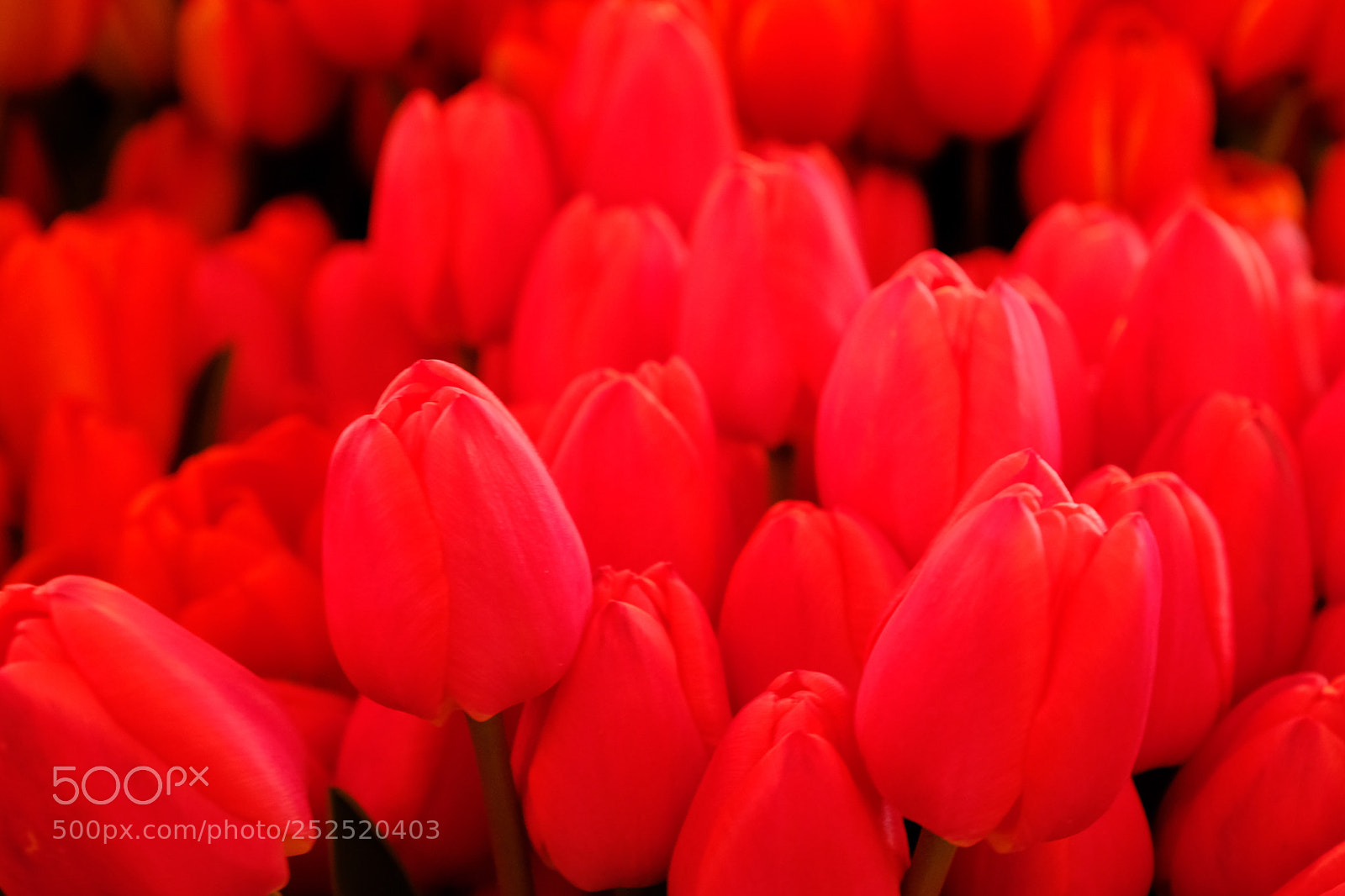 Fujifilm X-H1 sample photo. Red tulips photography