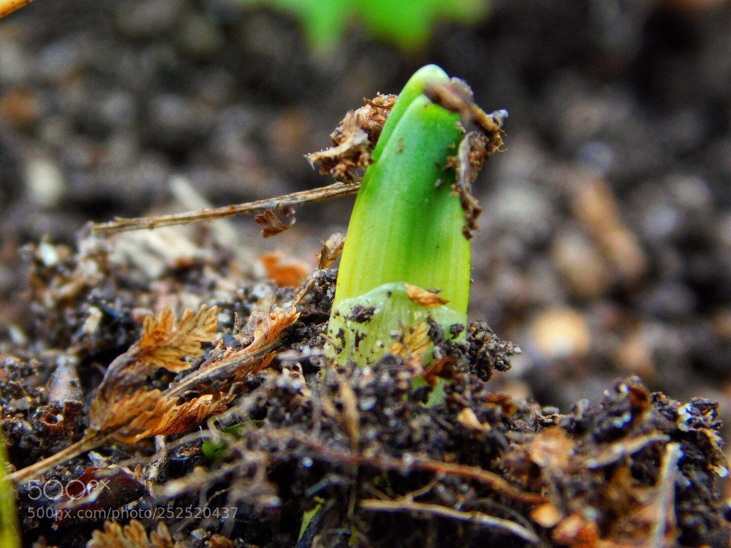 Nikon Coolpix B500 sample photo. Spring emergence photography