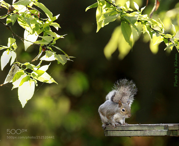 Canon EOS 50D sample photo. Looking for breakfast... photography