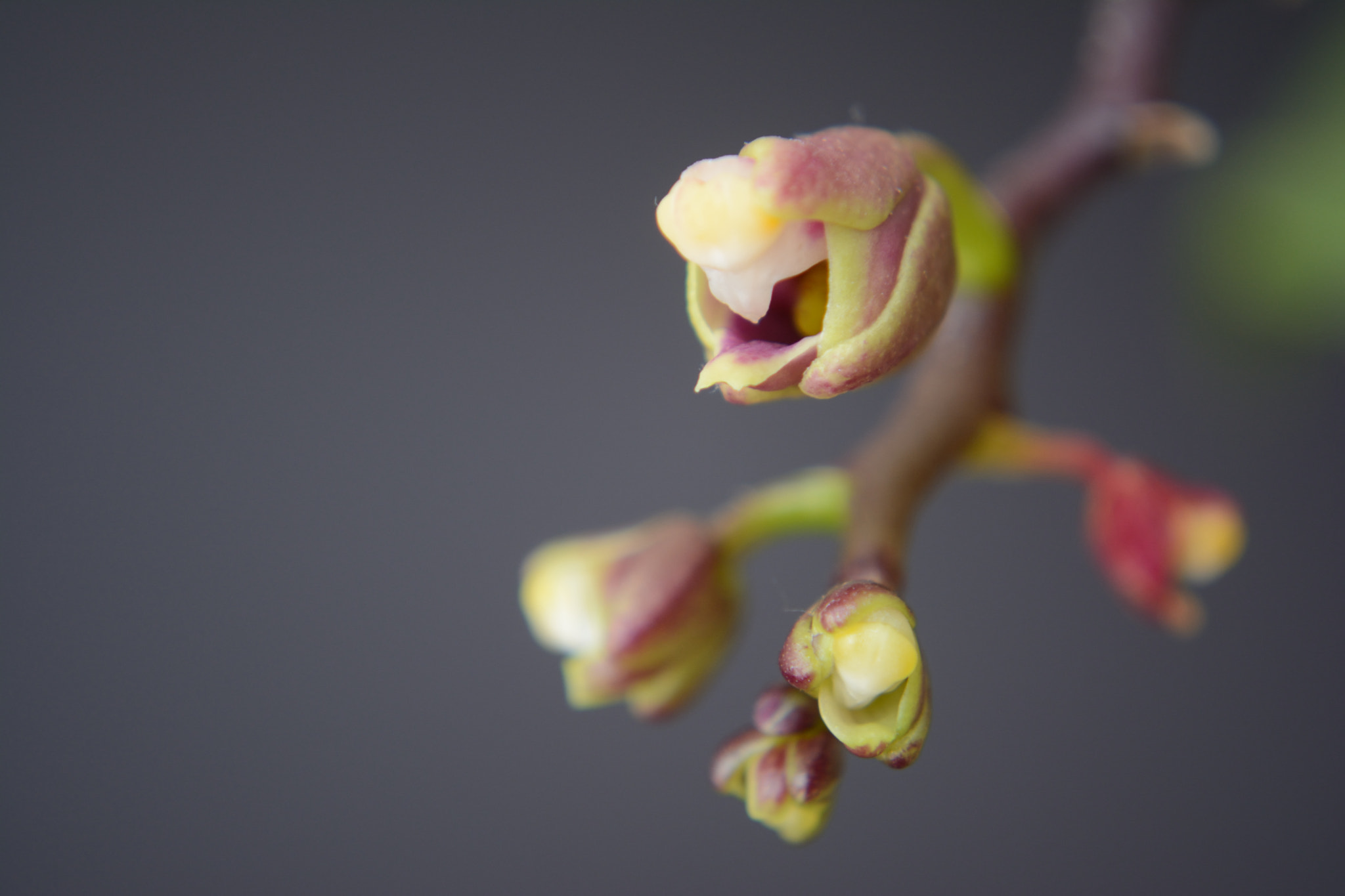 Nikon D7100 sample photo. Orchid photography