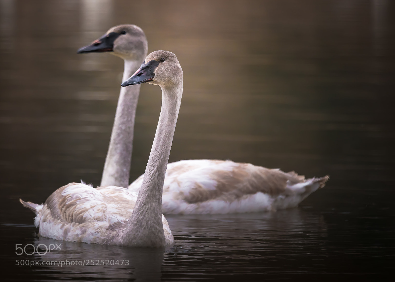 Sony SLT-A99V sample photo. Two swans photography
