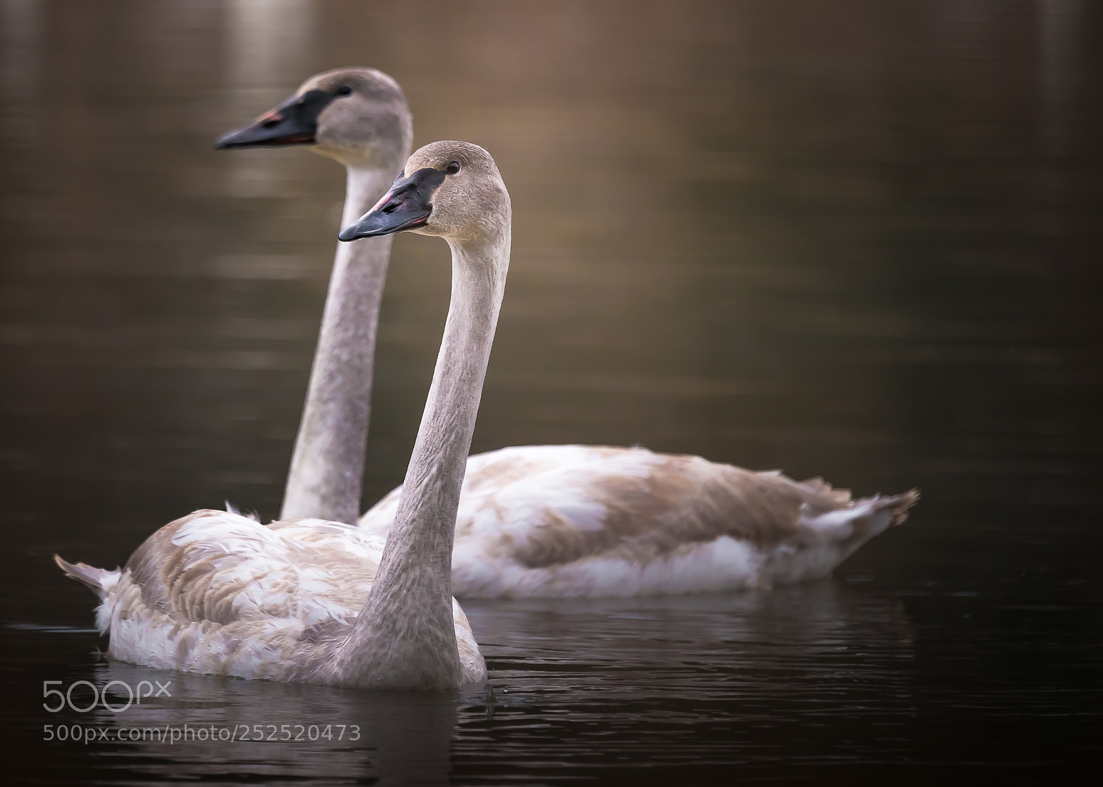 Sony a99 II sample photo. Two swans photography
