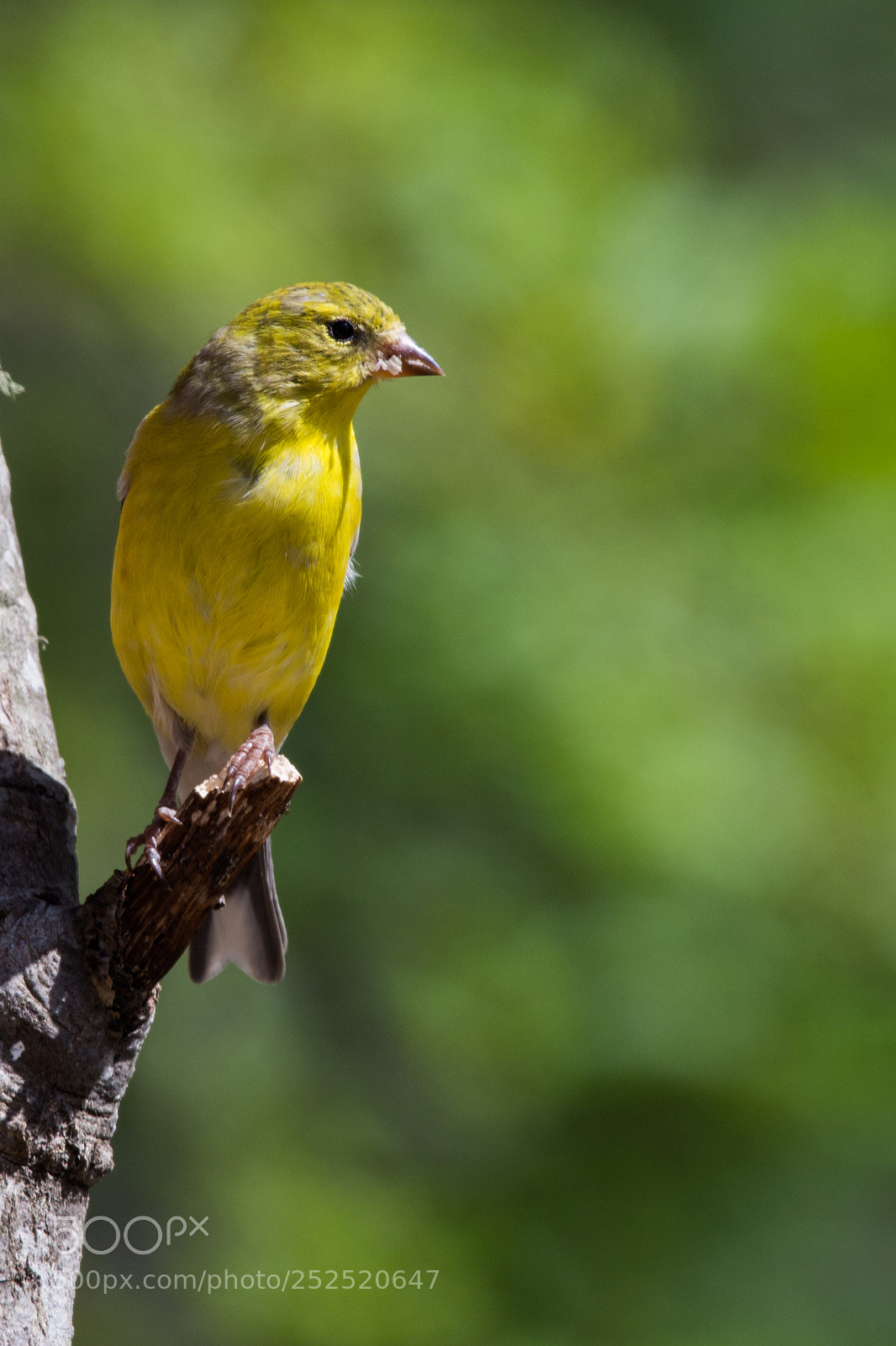 Nikon D7100 sample photo. Goldfinch photography