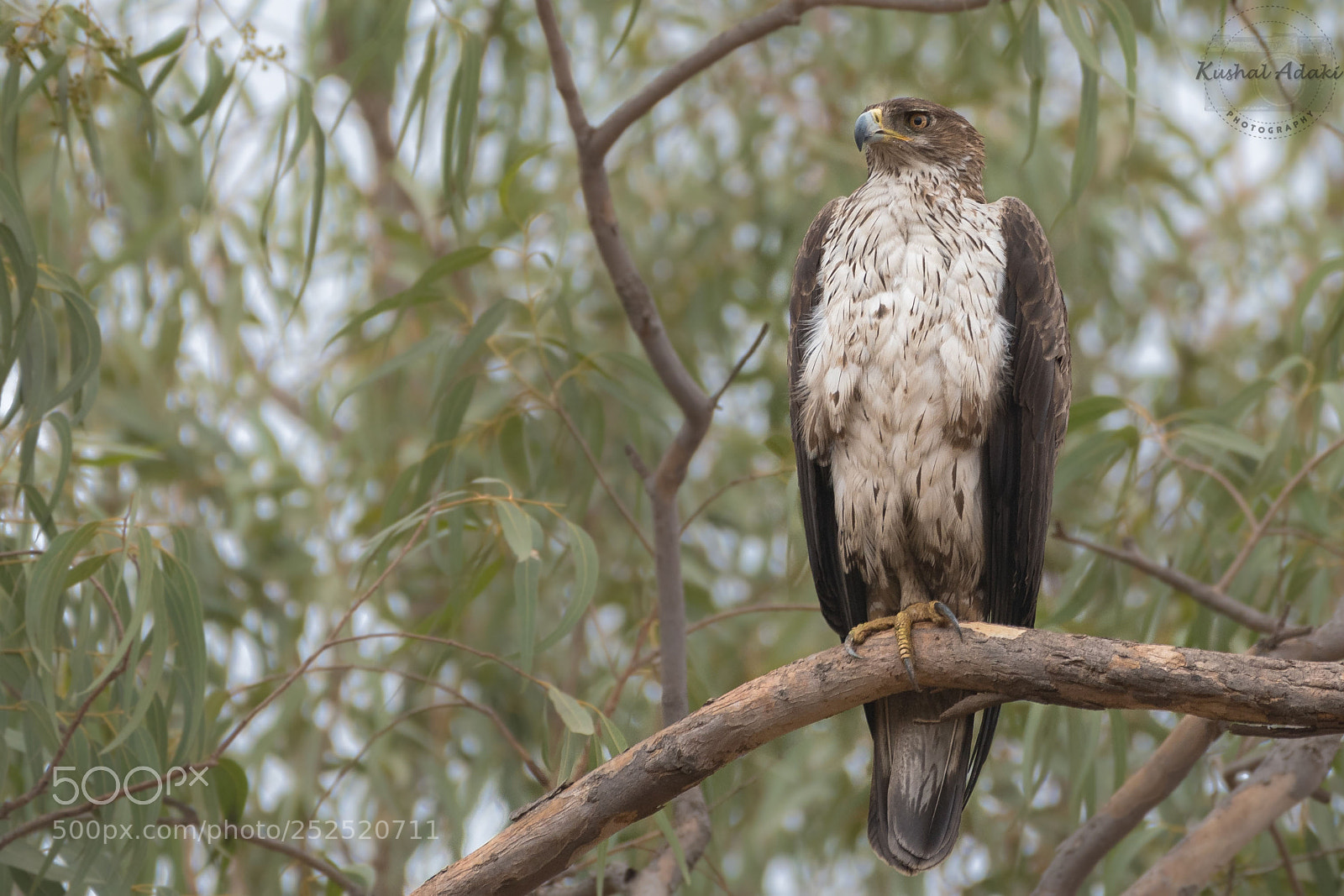 Nikon D500 sample photo. Bonelli's eagle photography
