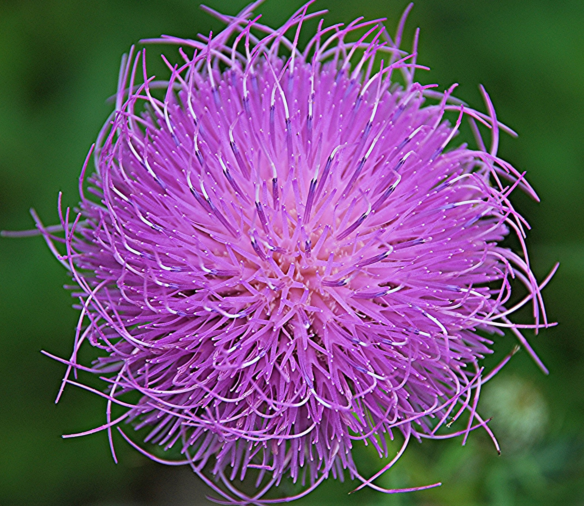Nikon D80 sample photo. Thistle bloom photography