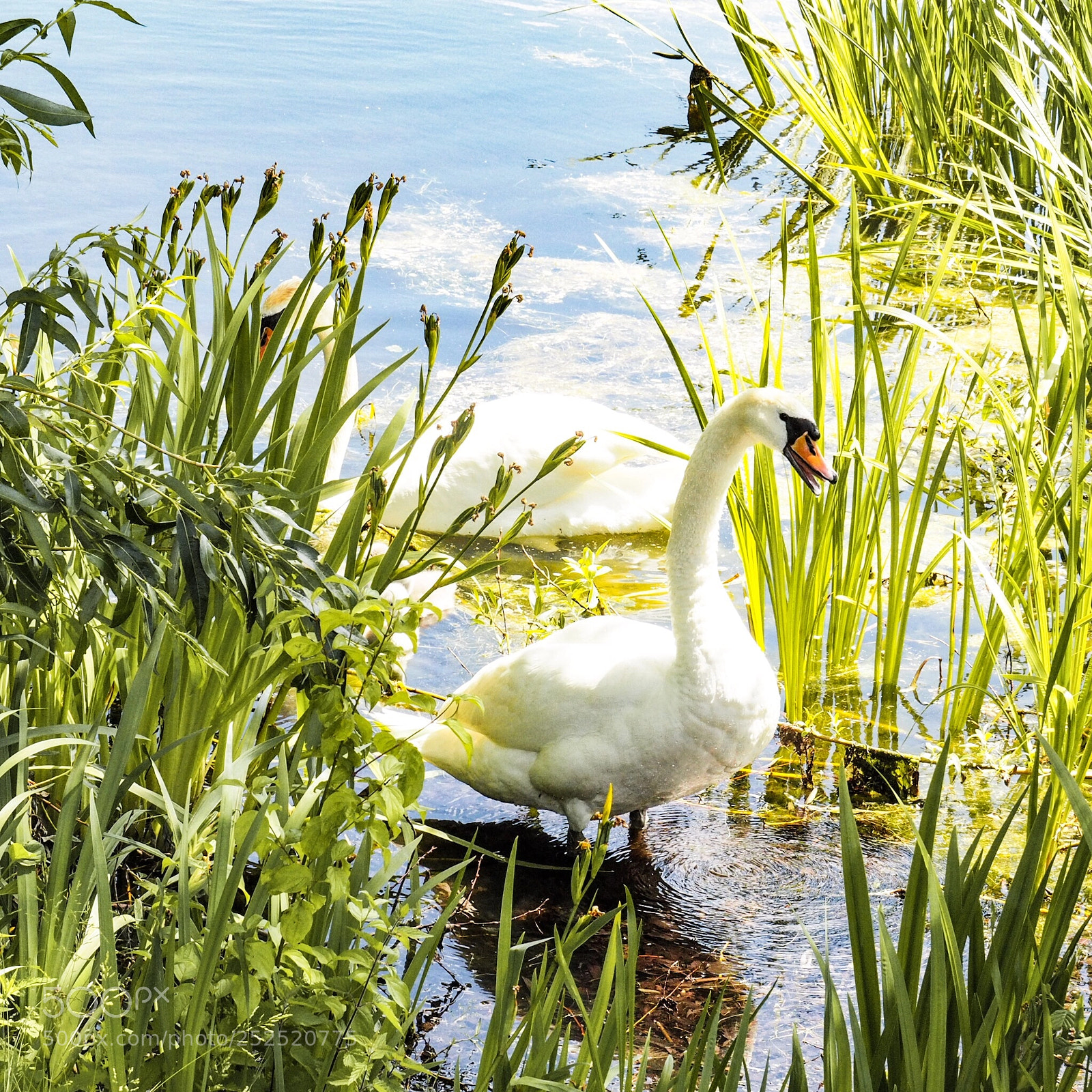 Olympus OM-D E-M10 II sample photo. Swan photography