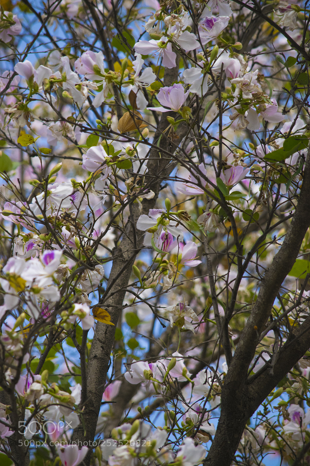 Nikon D3300 sample photo. Spring photography