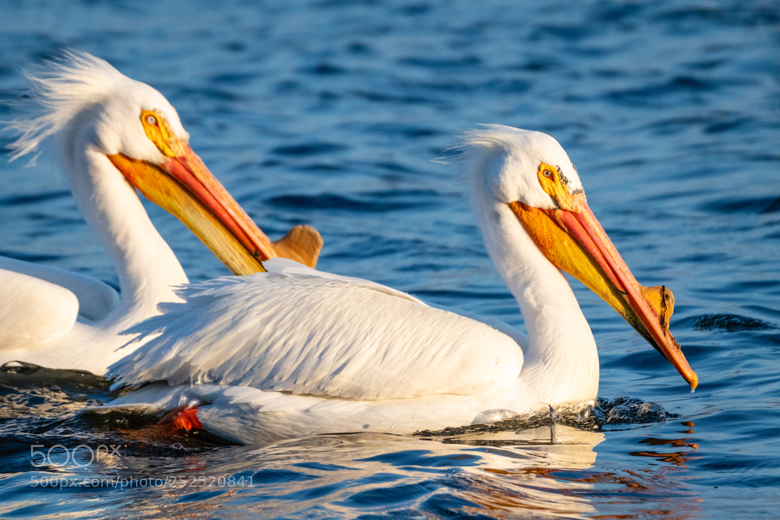 Canon EOS 80D sample photo. Pelicans photography