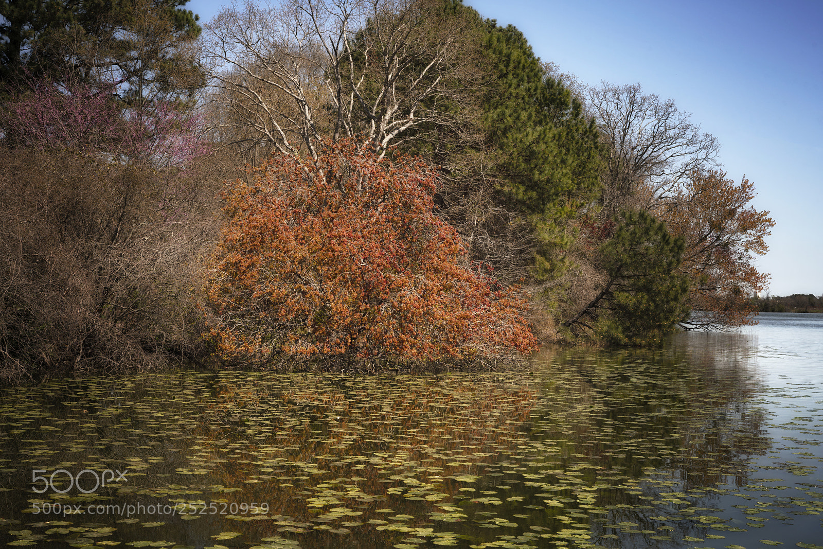 Sony a7R III sample photo. Norfolk botanical gardens photography