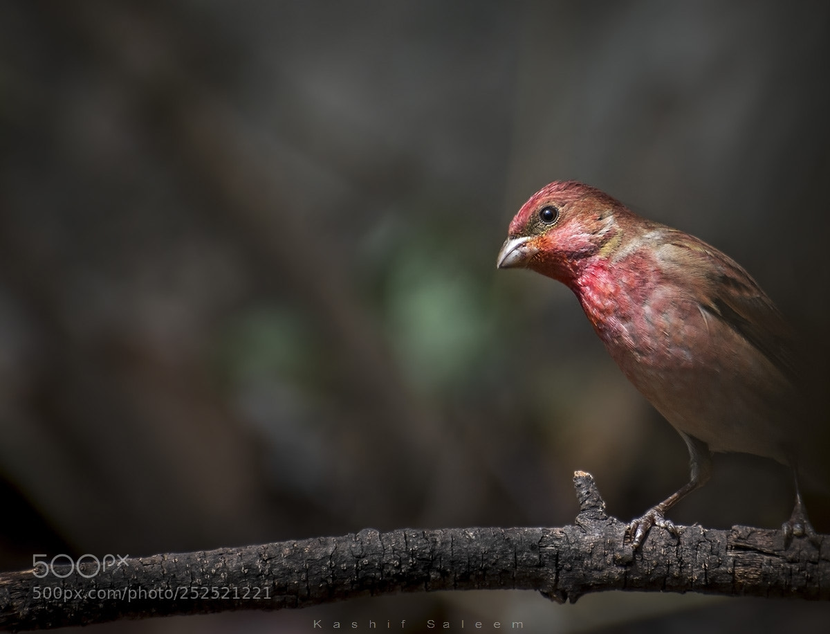 Nikon D7200 sample photo. I see you rosefinch photography