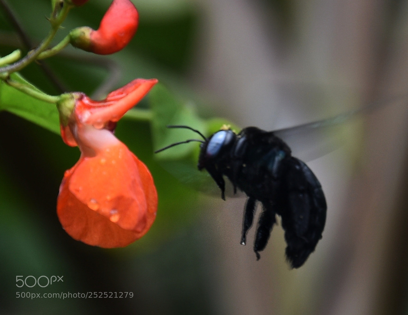 Nikon D7200 sample photo. Macro life photography