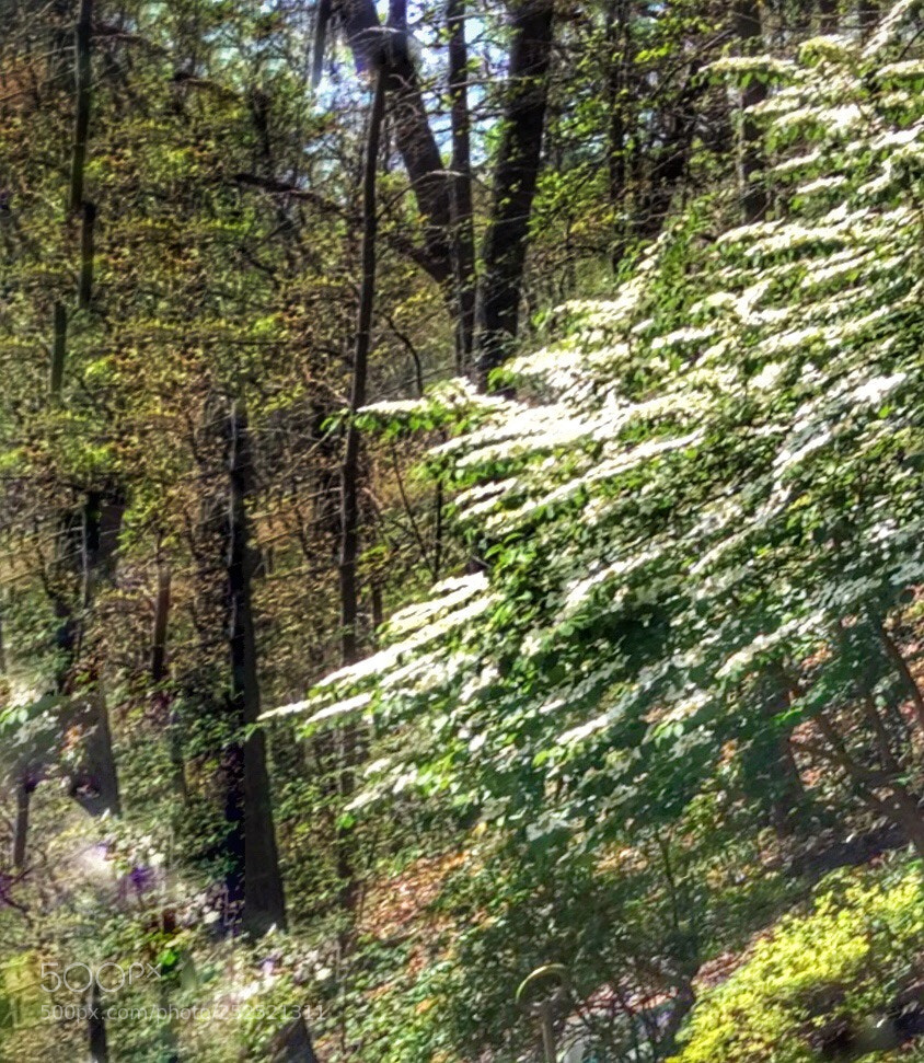 Apple iPad mini 2 sample photo. At woods edge photography