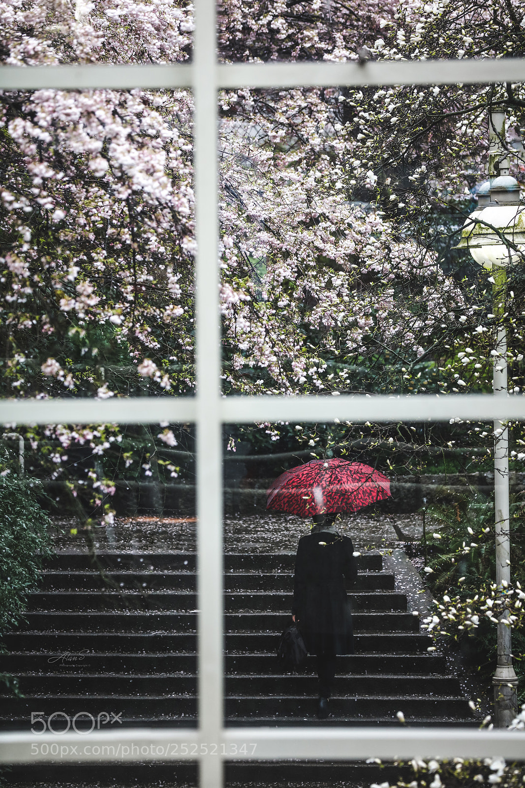 Canon EOS 5DS R sample photo. Cherry blooming in raining photography