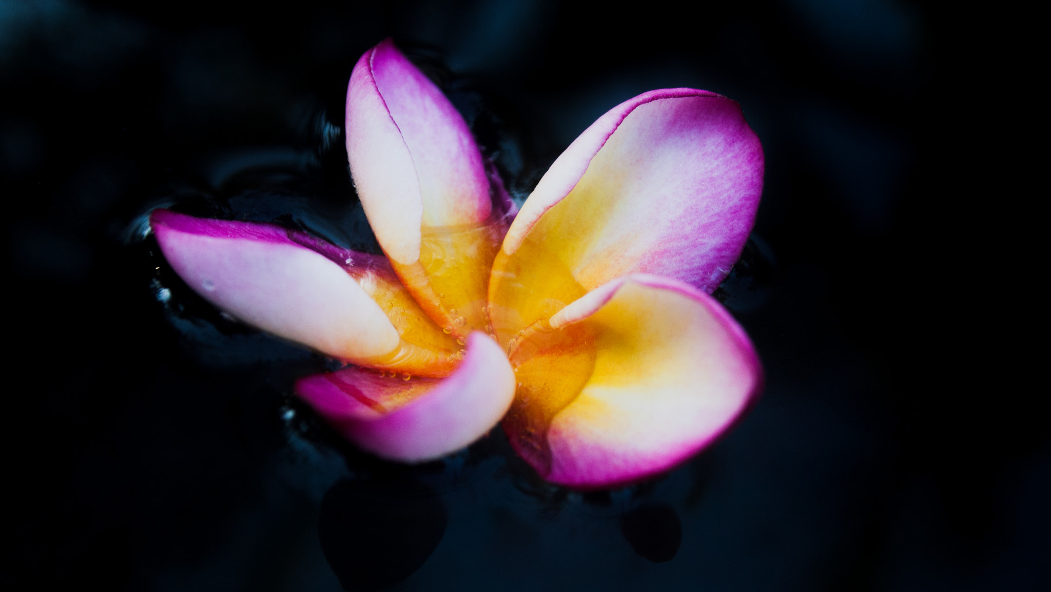 Olympus PEN E-P1 sample photo. Flower photography