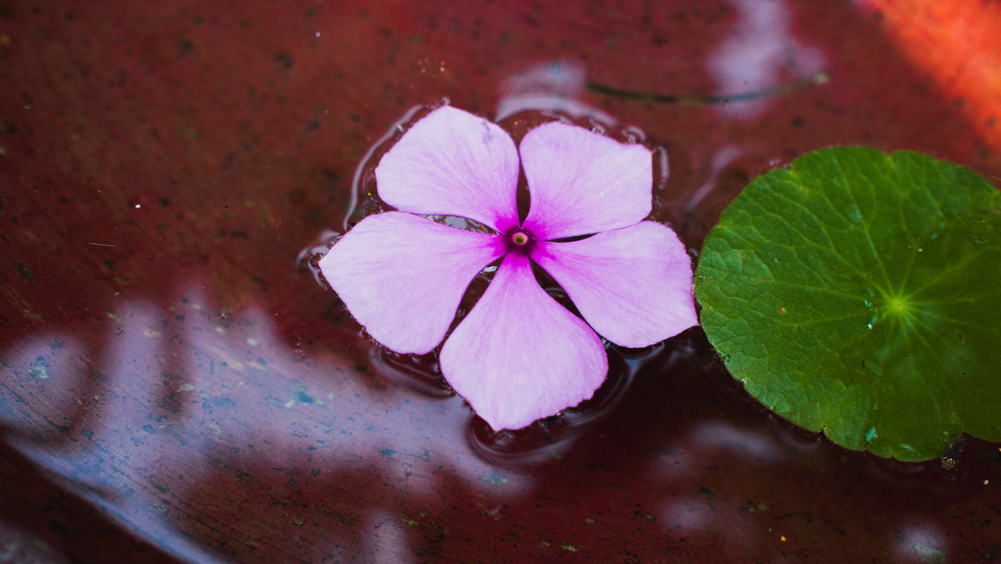 Olympus PEN E-P1 sample photo. Flower pt.2 photography