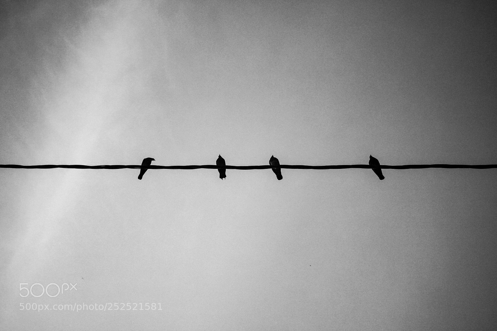 Canon EOS 60D sample photo. Three little birds + 1 photography