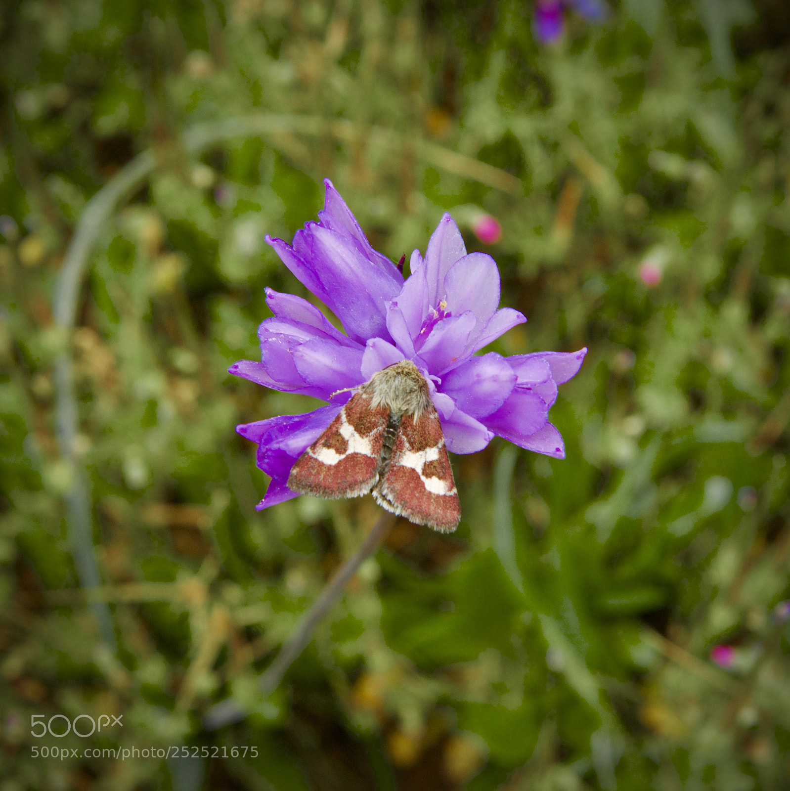 Canon EOS 80D sample photo. Resting on a bloom photography