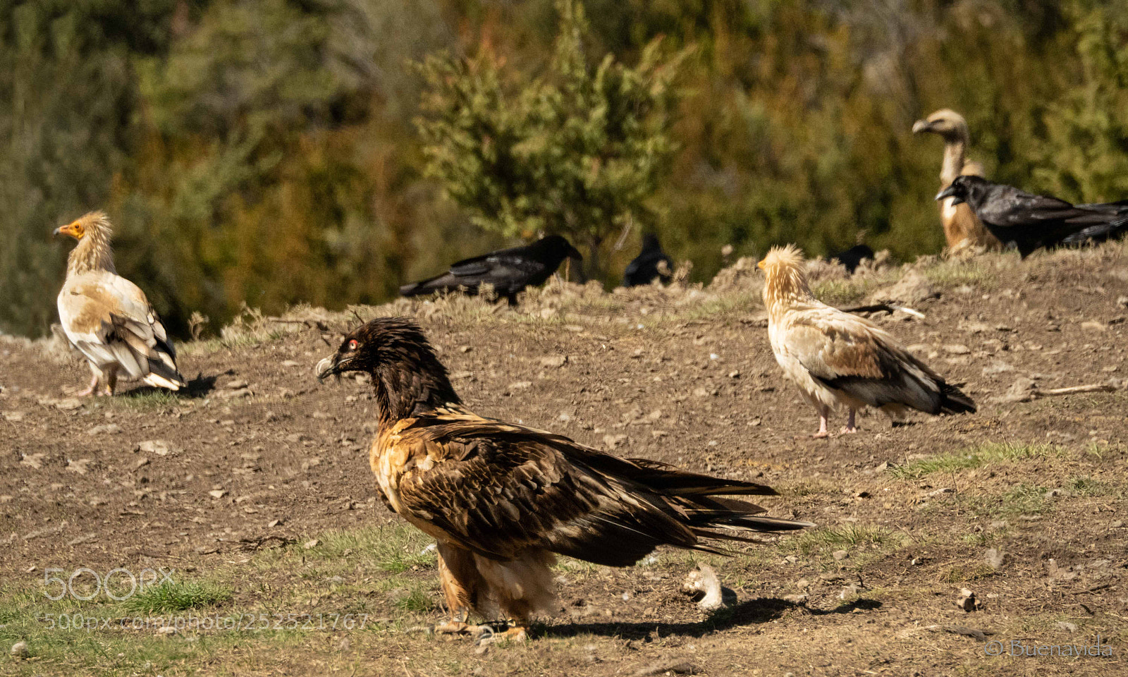 Olympus OM-D E-M5 II sample photo. Les 4 especies vistes photography