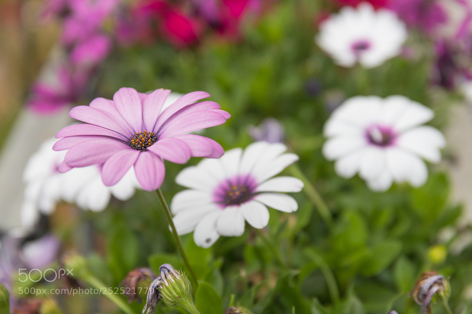 Canon EOS 6D Mark II sample photo. 6d ii test pictures photography