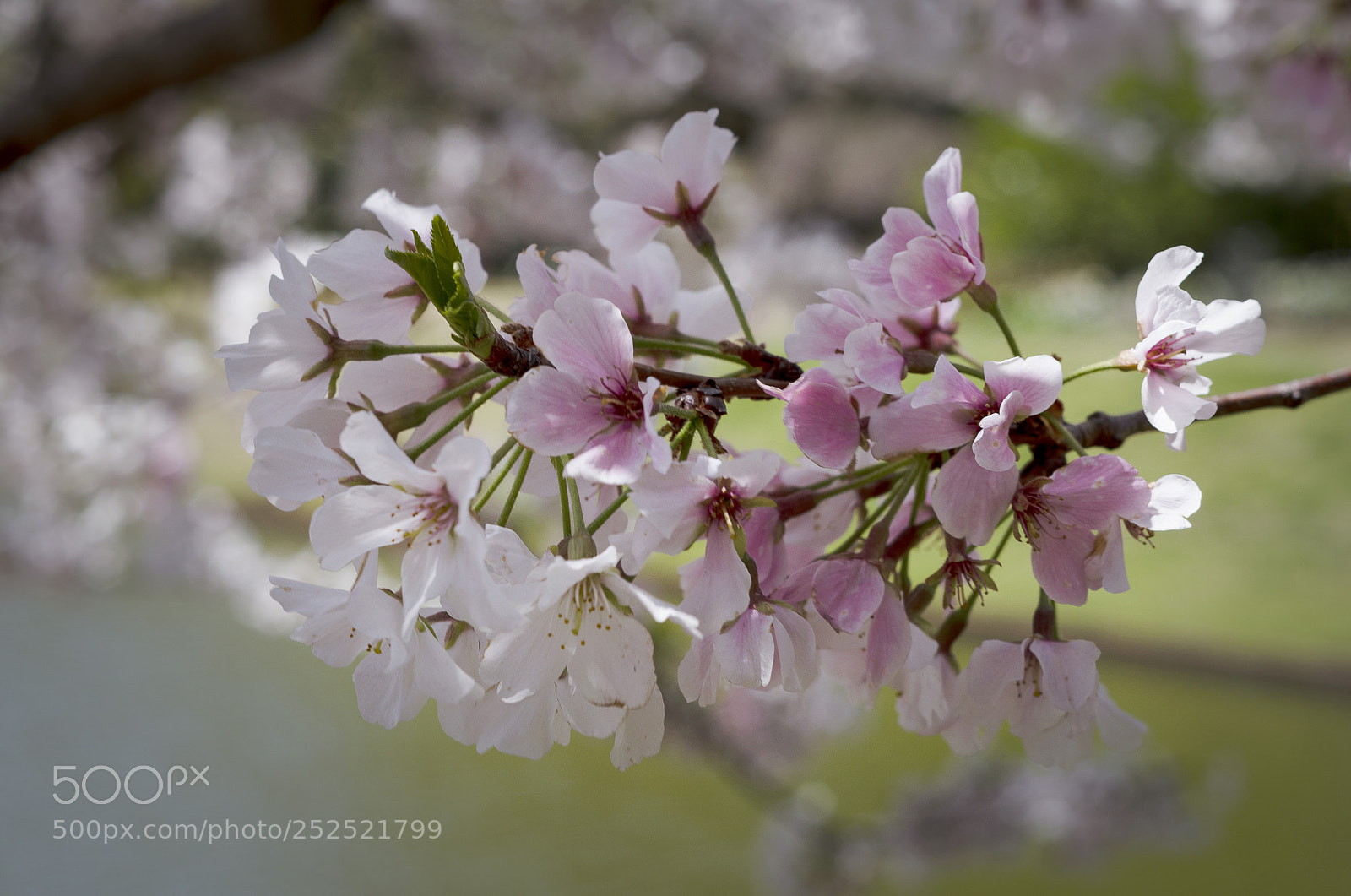 Sony a7R III sample photo. Cherry blossoms photography