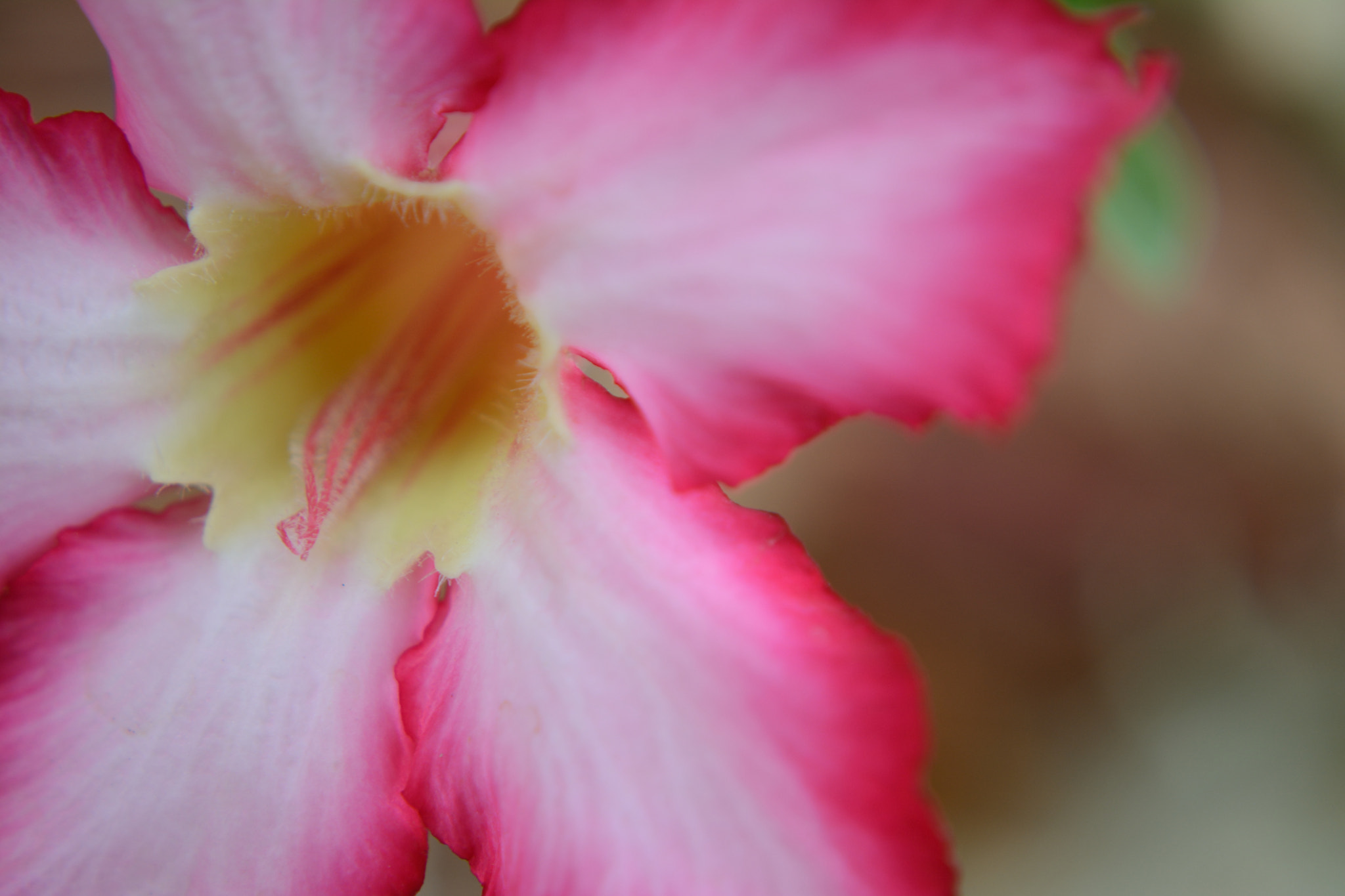 Nikon D7100 sample photo. Flower photography