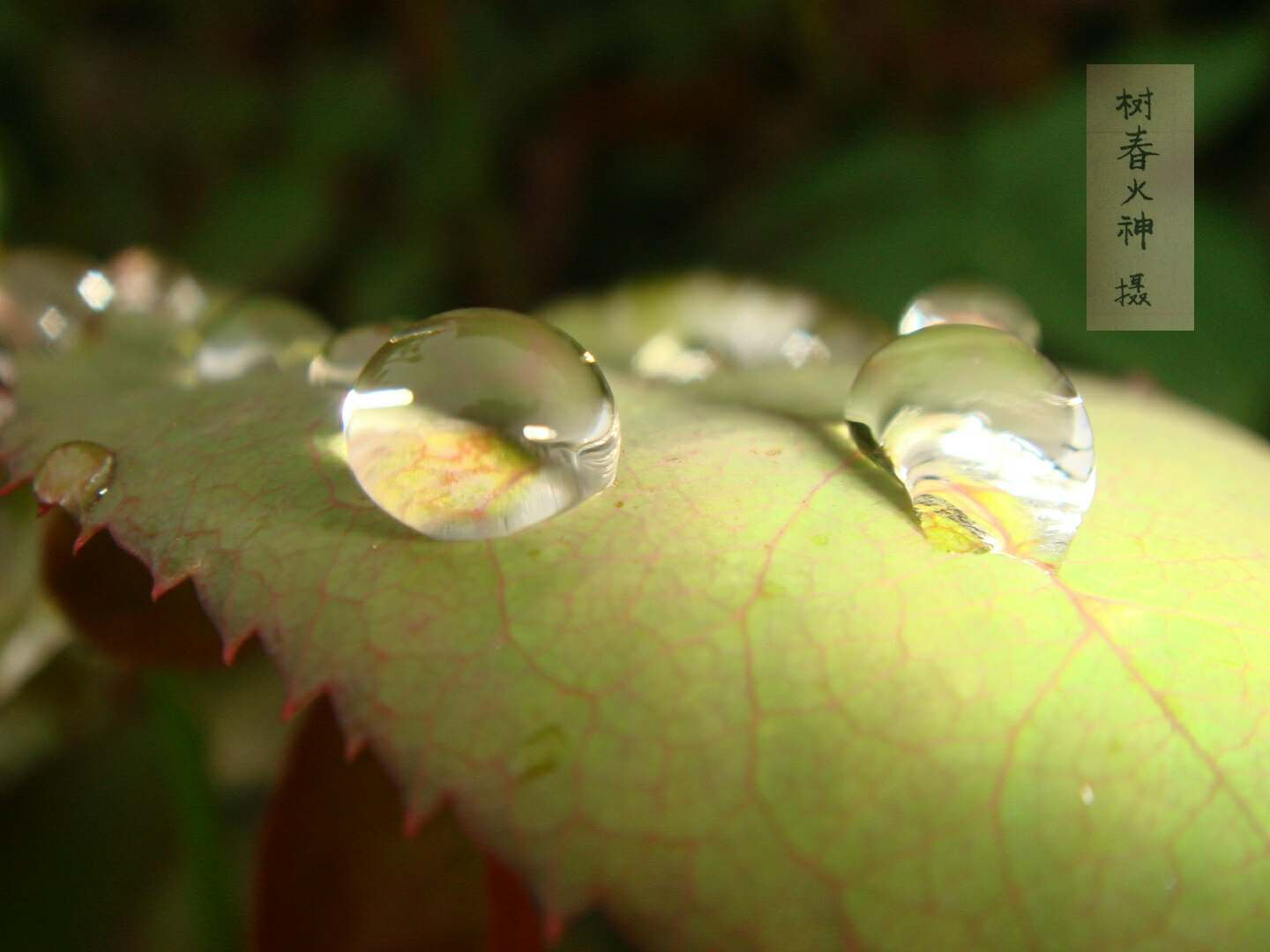 Sony DSC-T30 sample photo. 水滴 photography