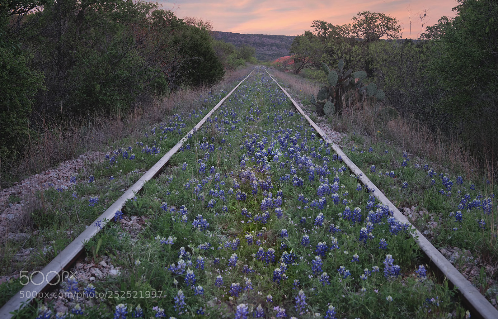 Nikon D800 sample photo. Hill country bluebonnets photography