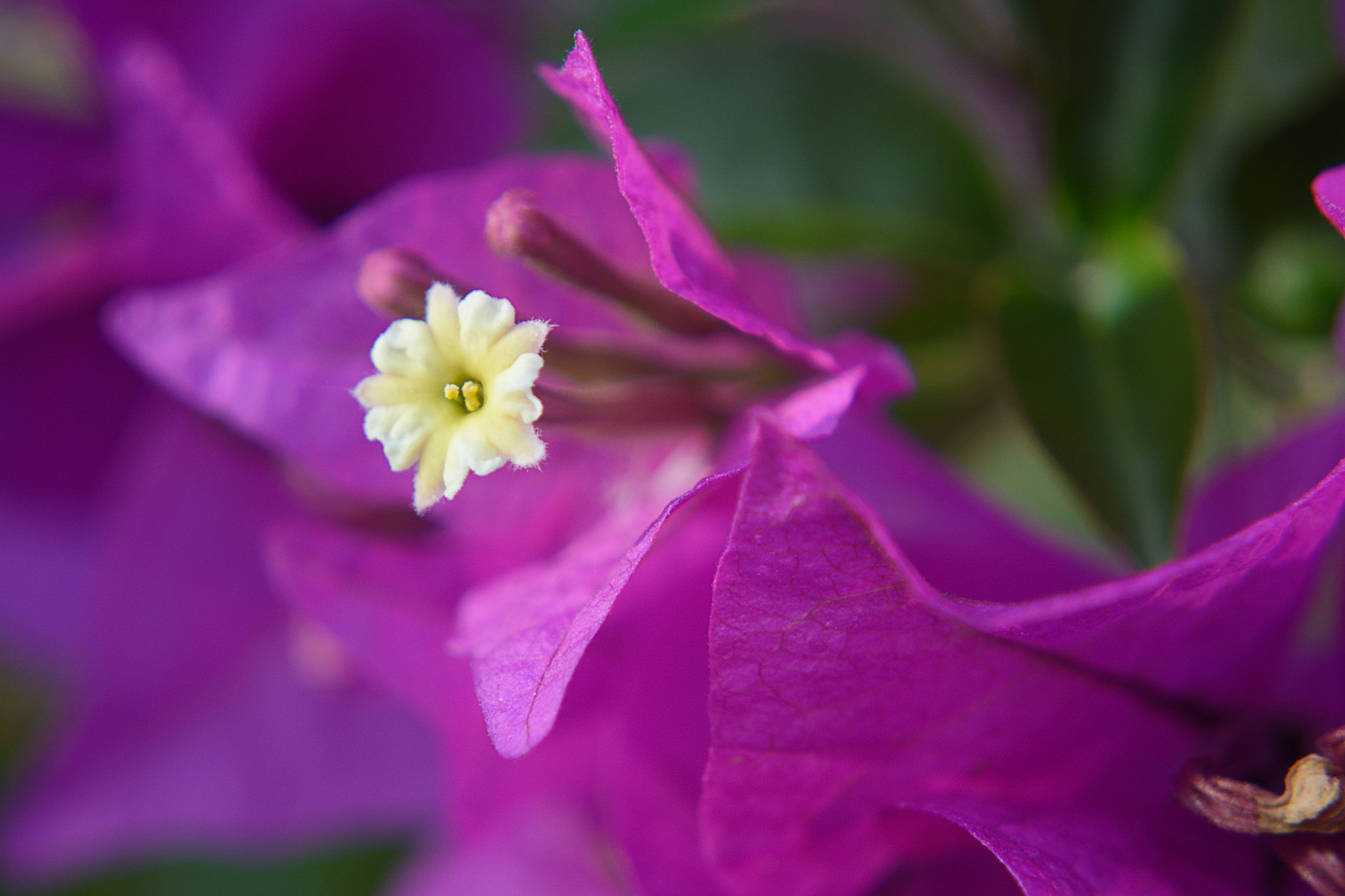 Nikon D7100 sample photo. Li'l flower photography