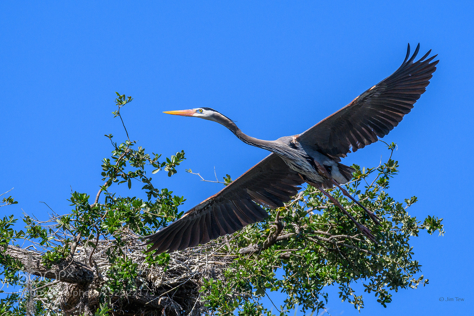 Nikon D7500 sample photo. Great blue heron photography