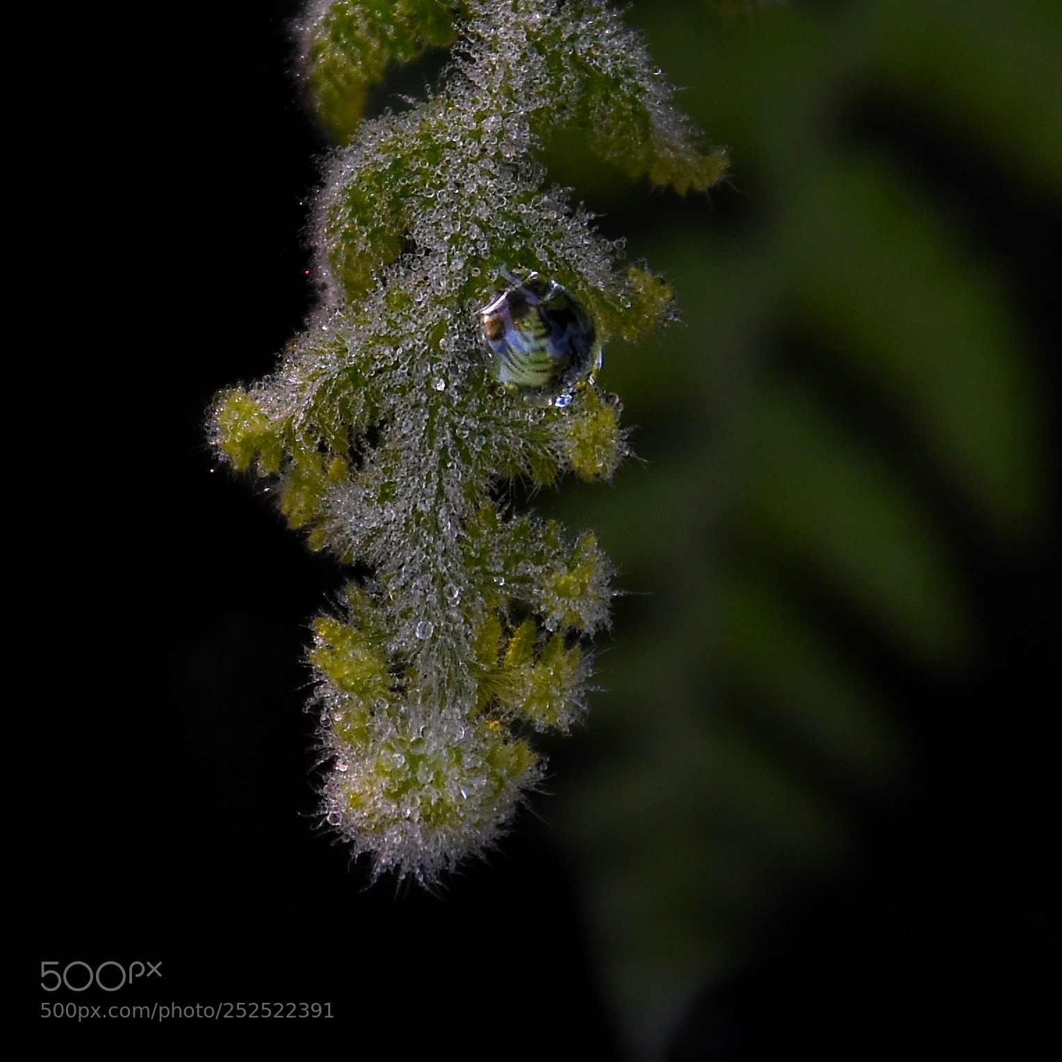Nikon D7200 sample photo. Droplet photography