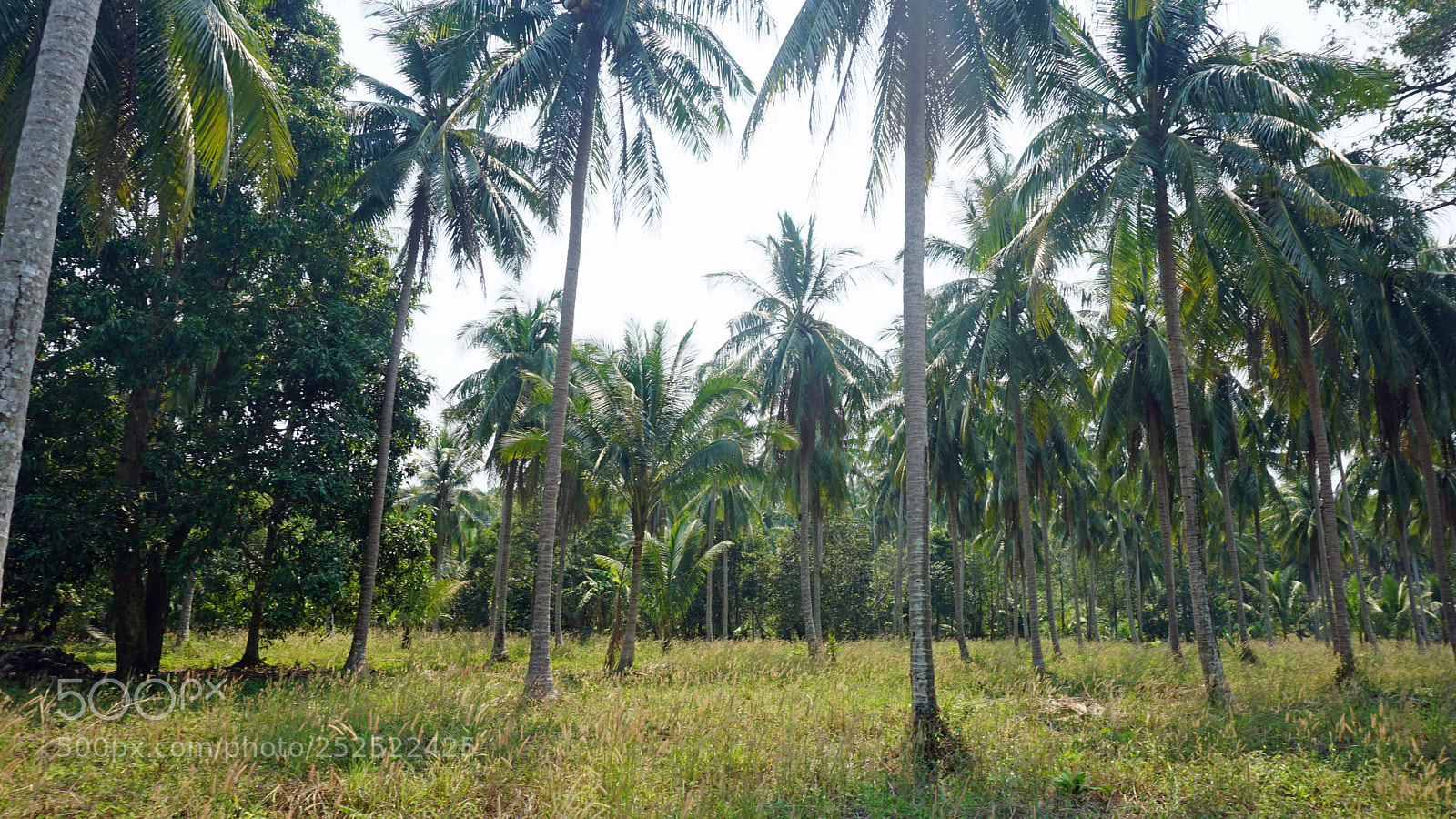 Sony a6000 sample photo. Tropical landscape photography